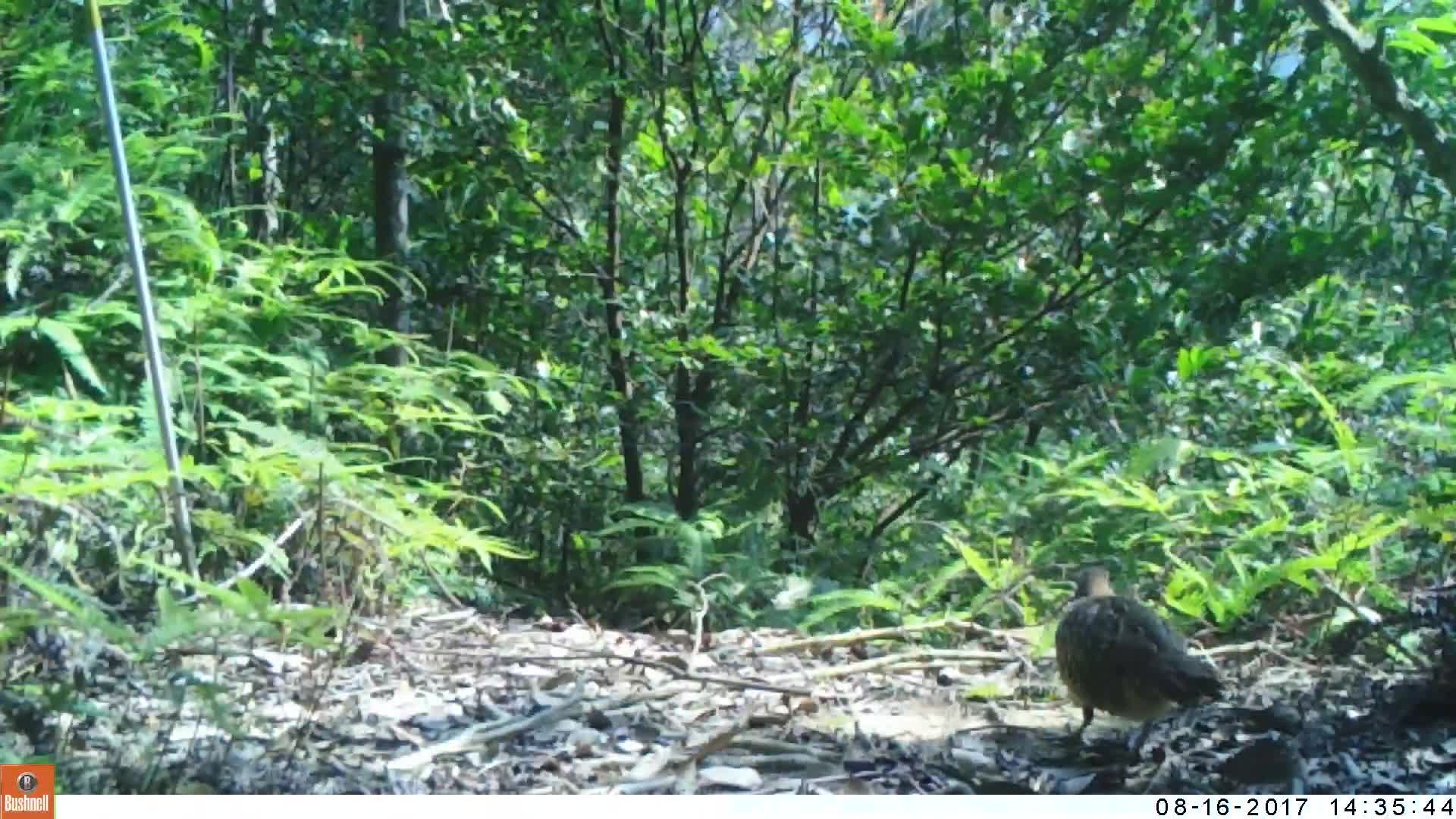 覓食