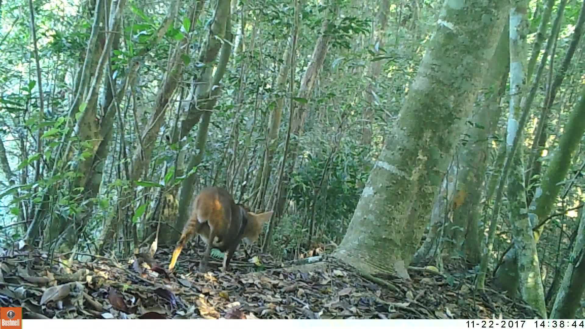 覓食