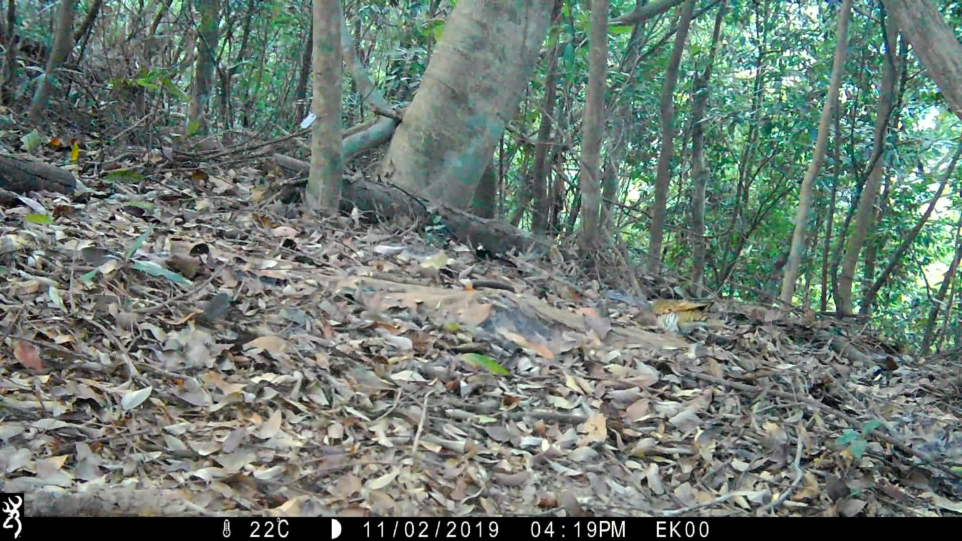 覓食