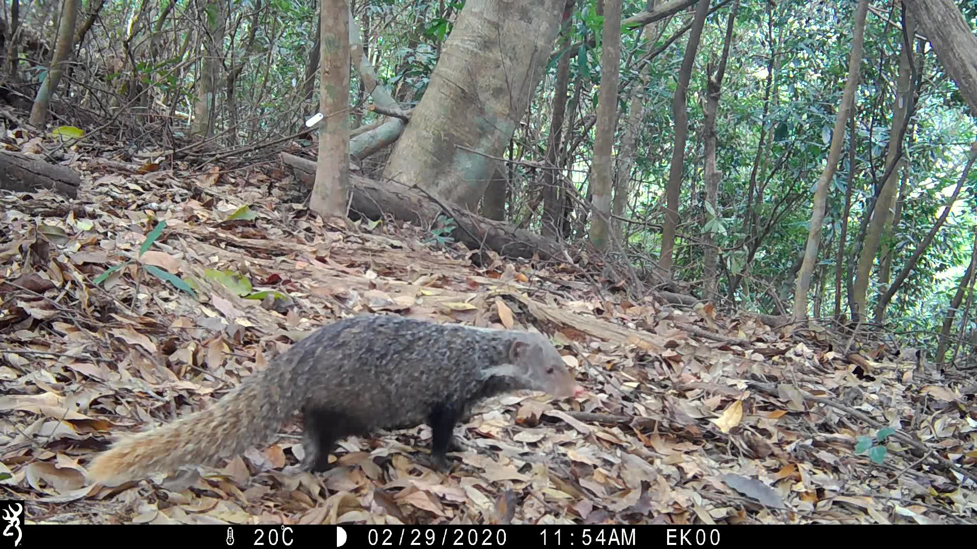 覓食