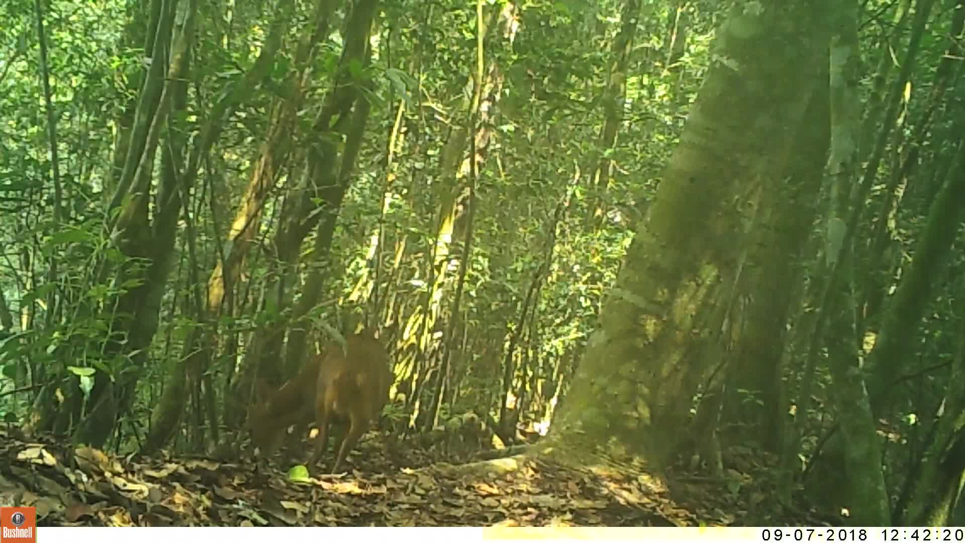 覓食