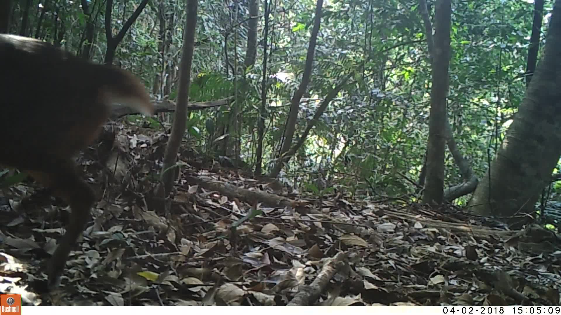 覓食