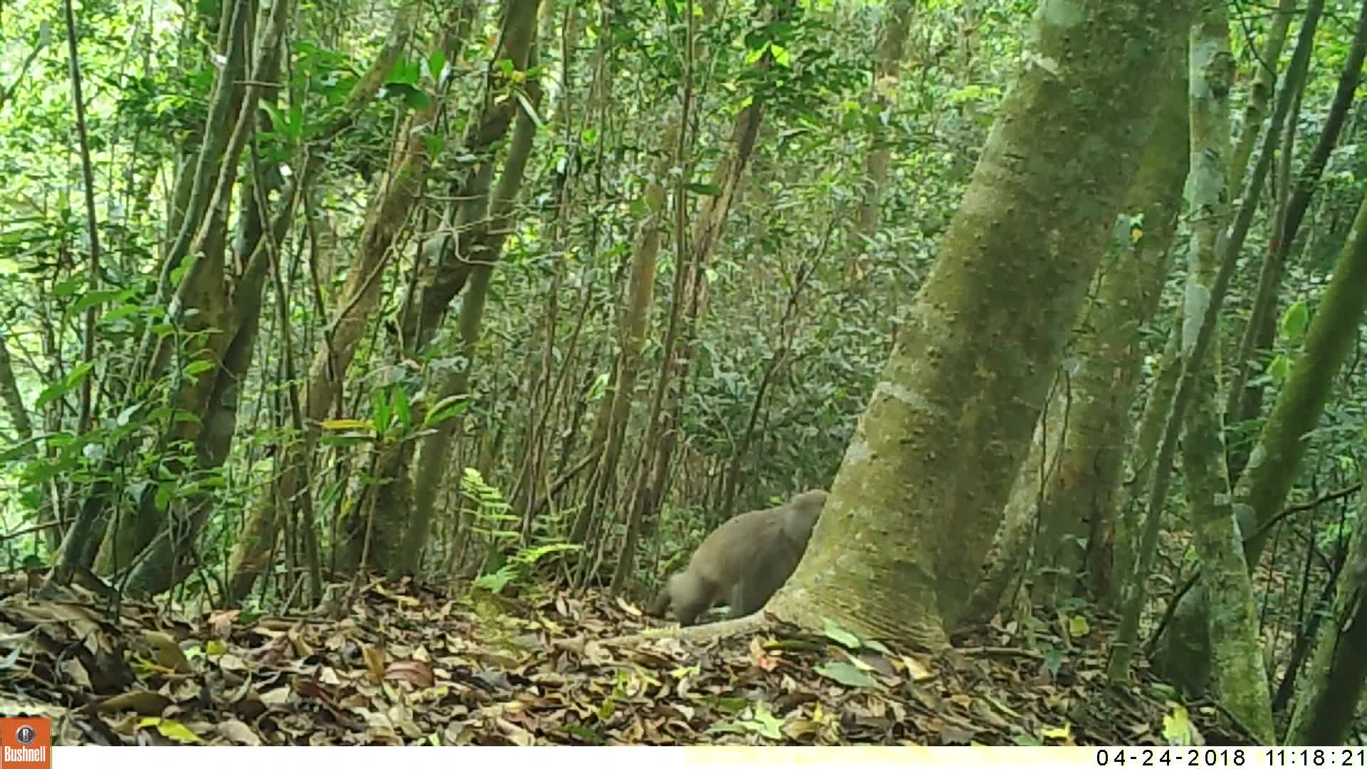 覓食