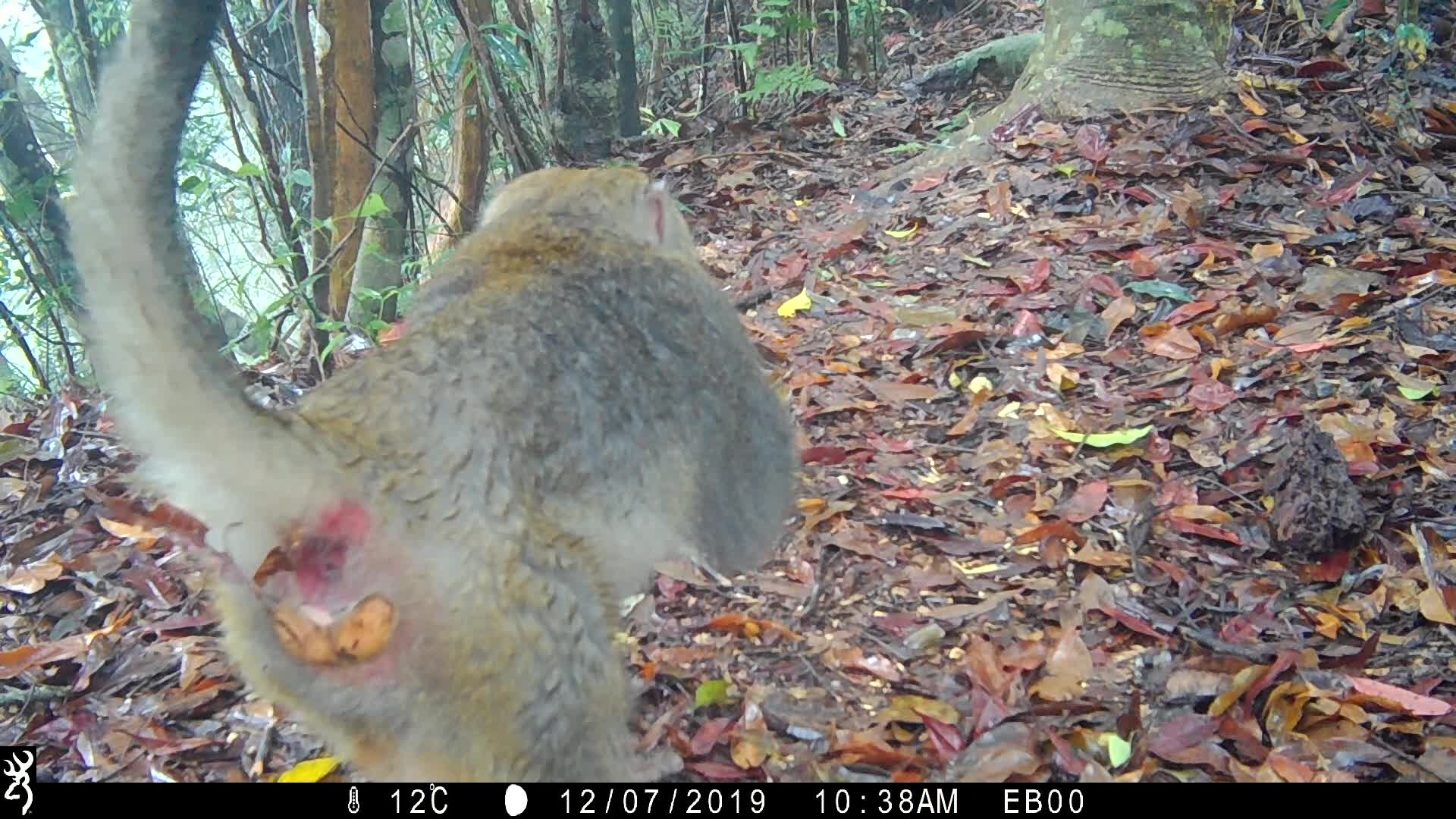 覓食