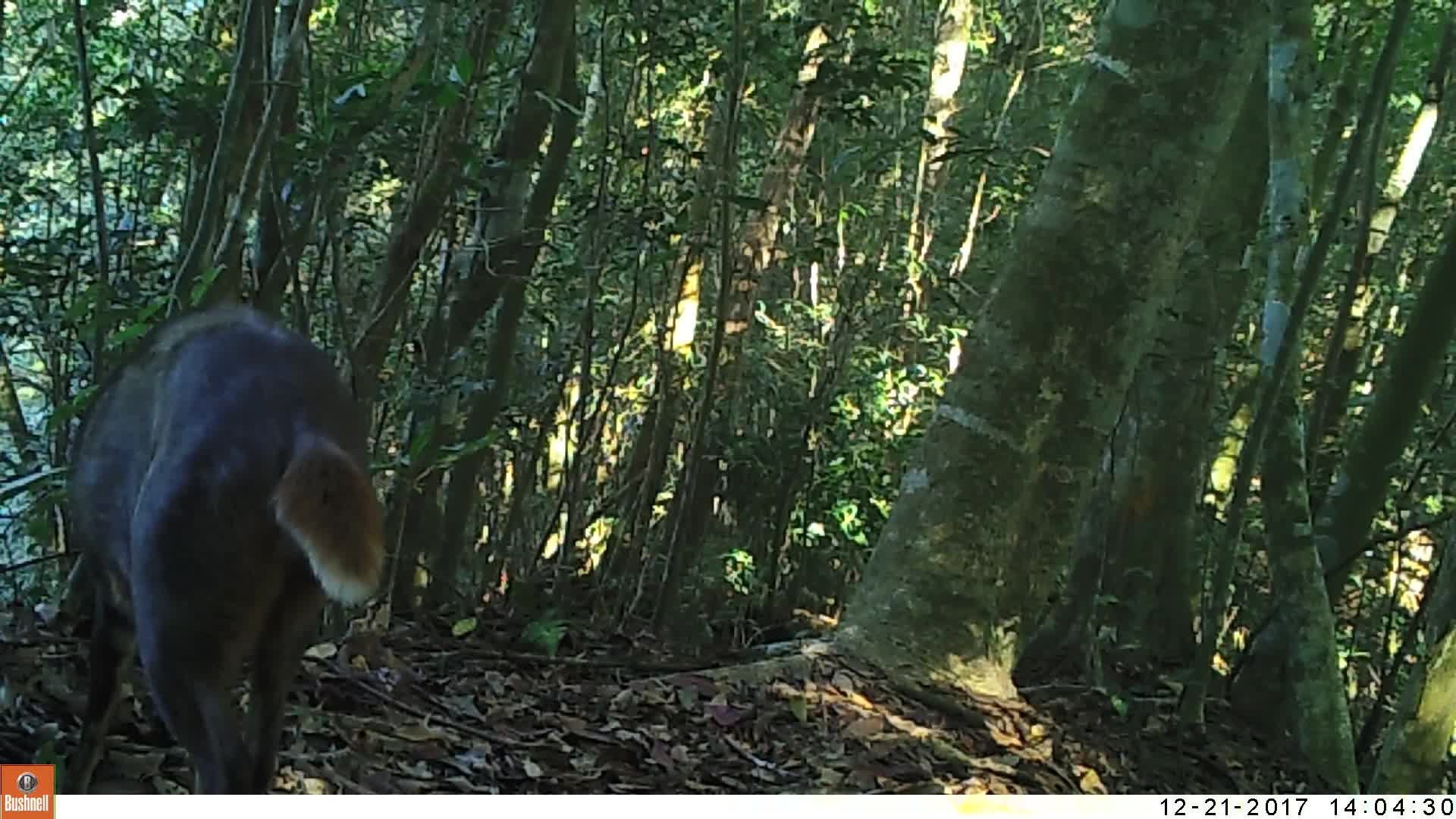 覓食