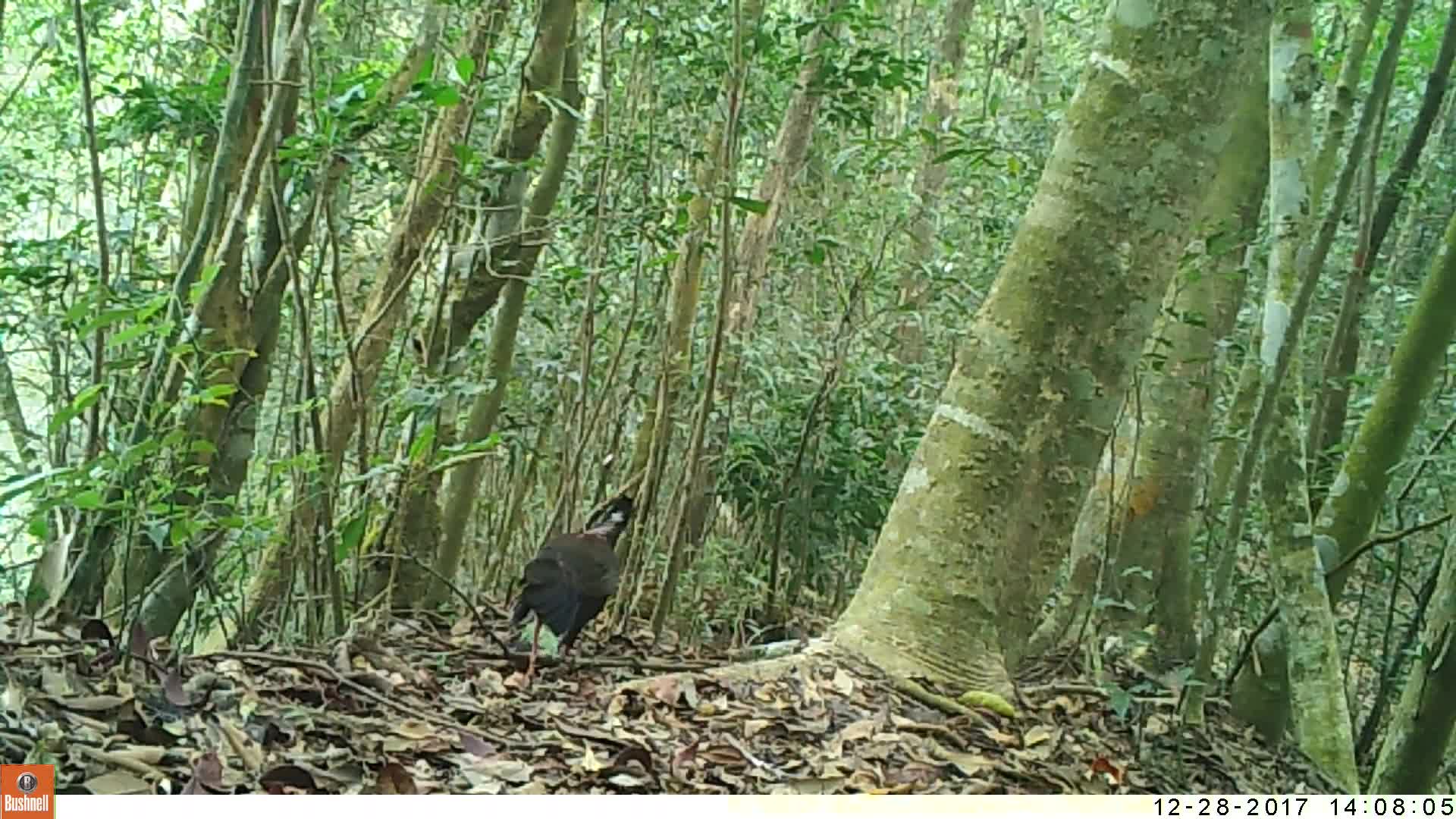 覓食