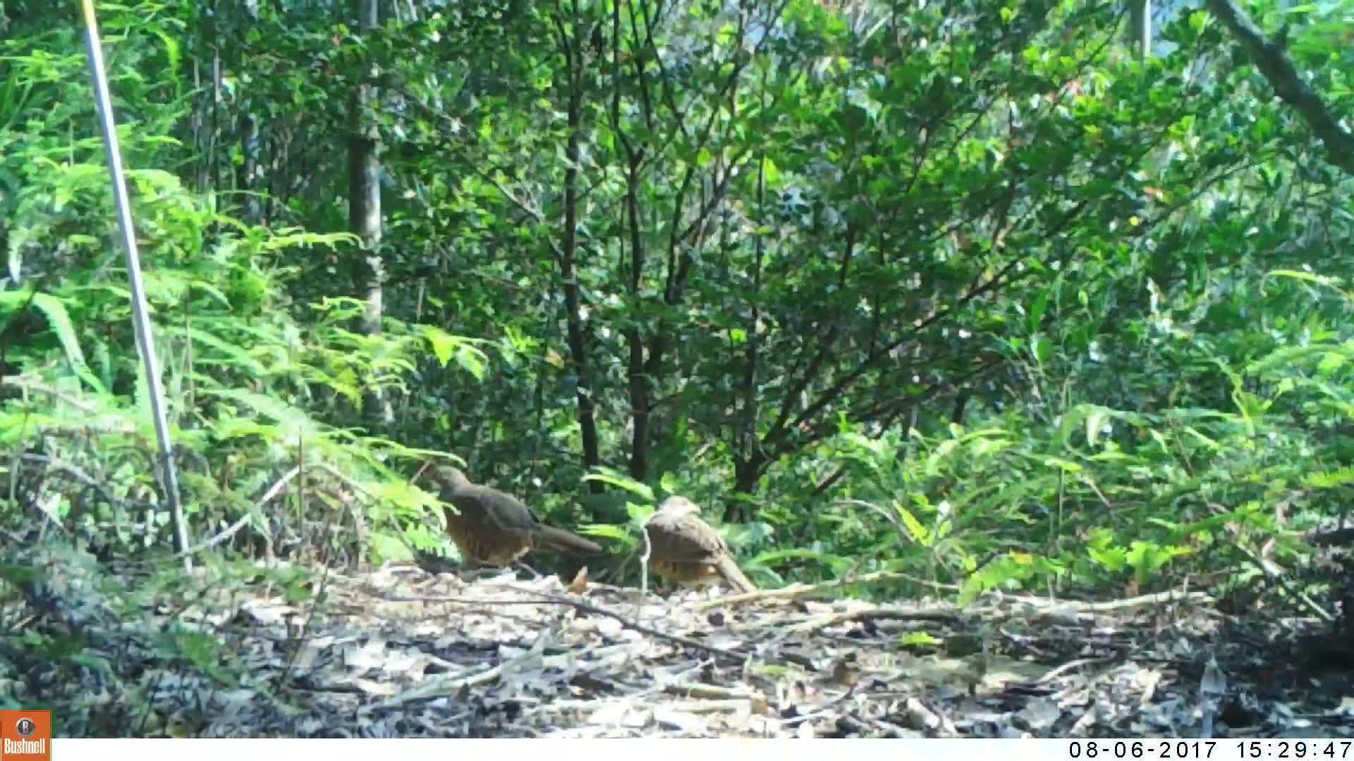 覓食