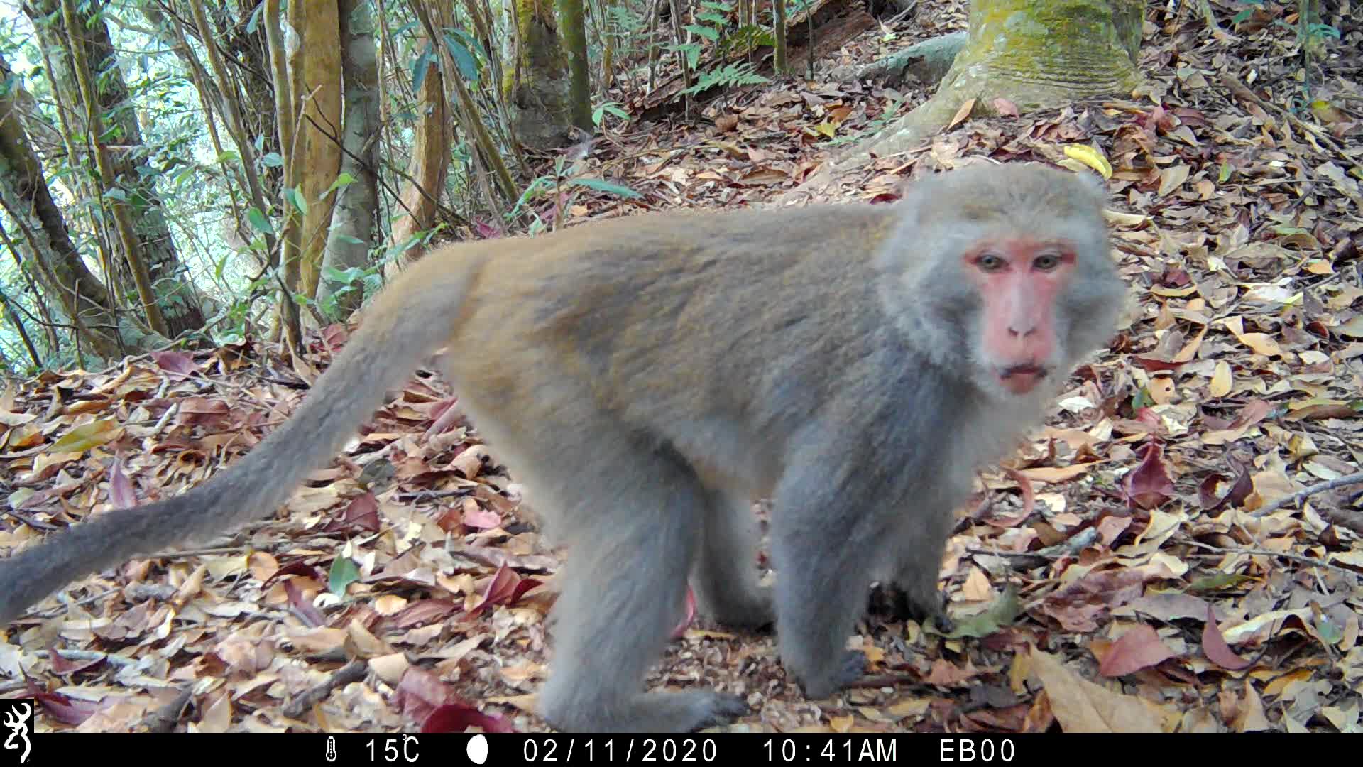 覓食