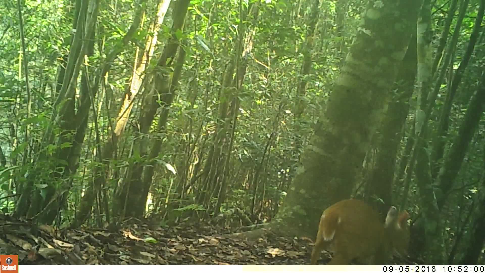 覓食