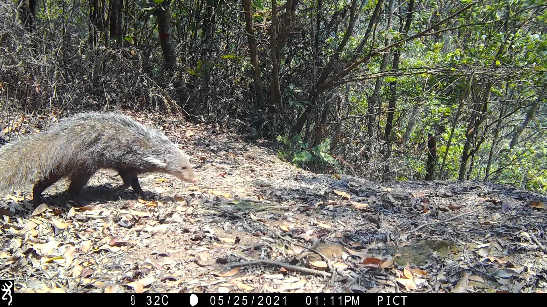 覓食