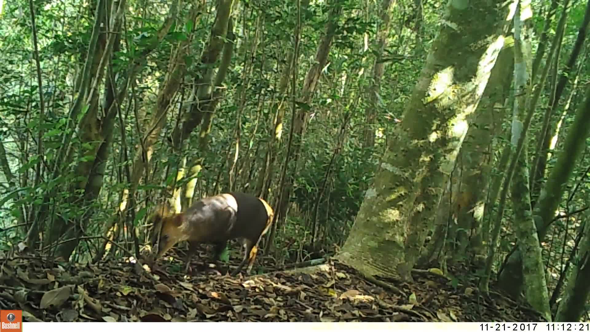 覓食