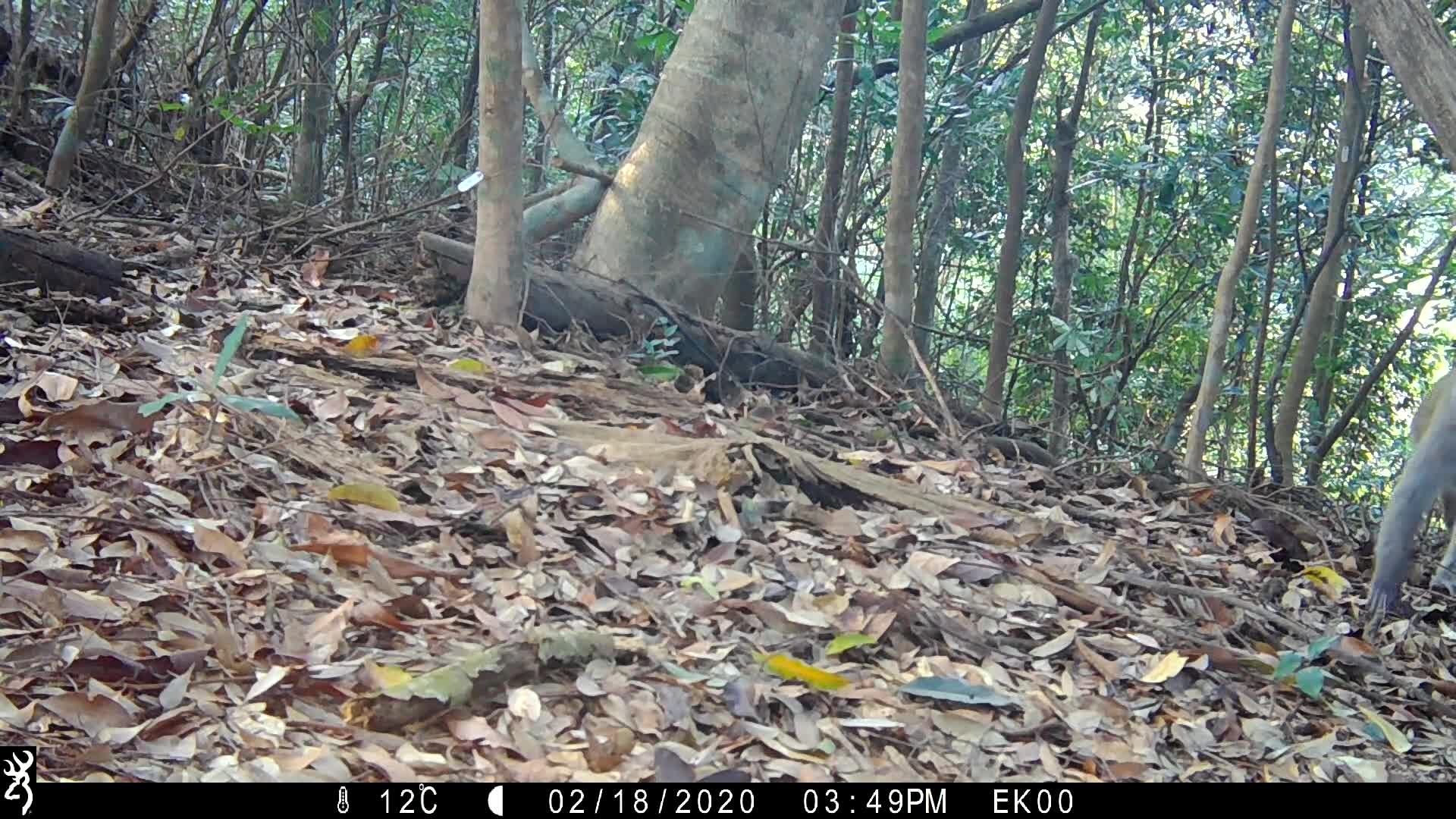 覓食