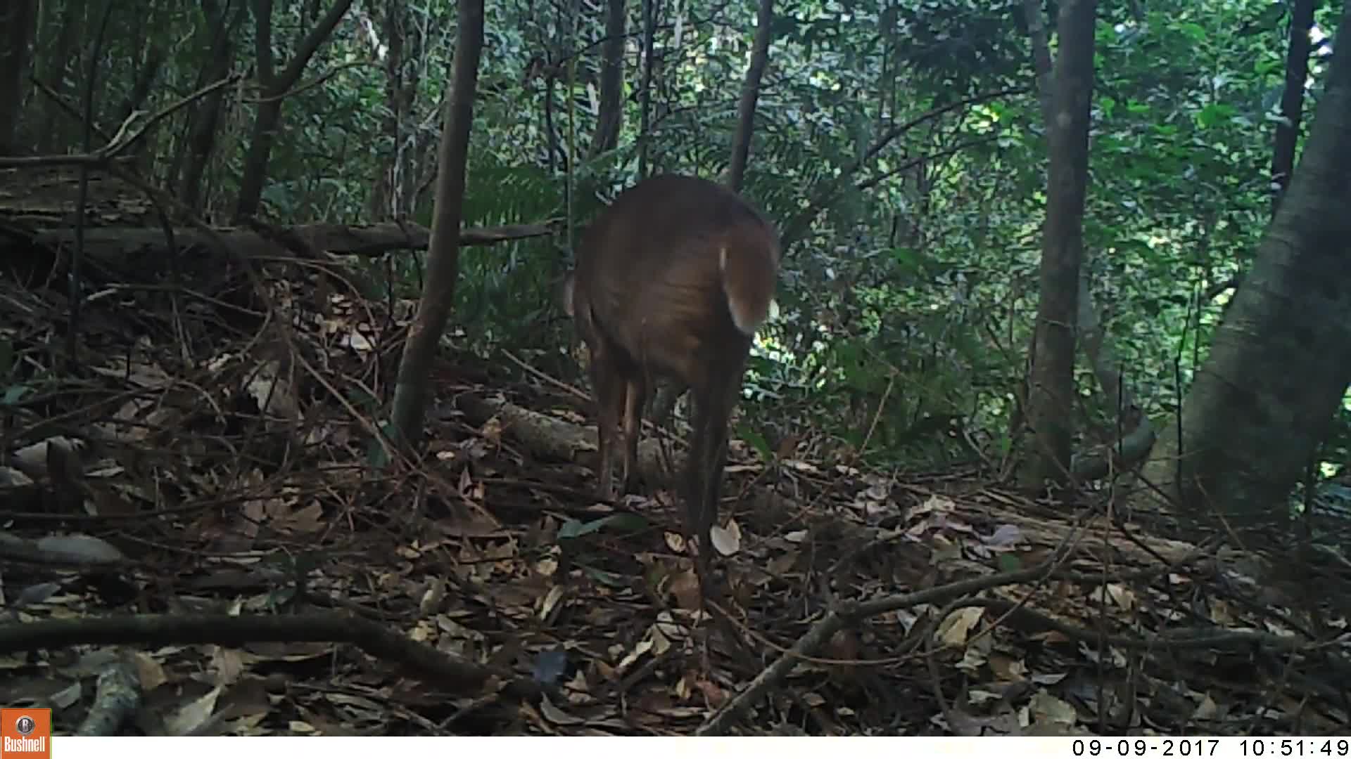 覓食