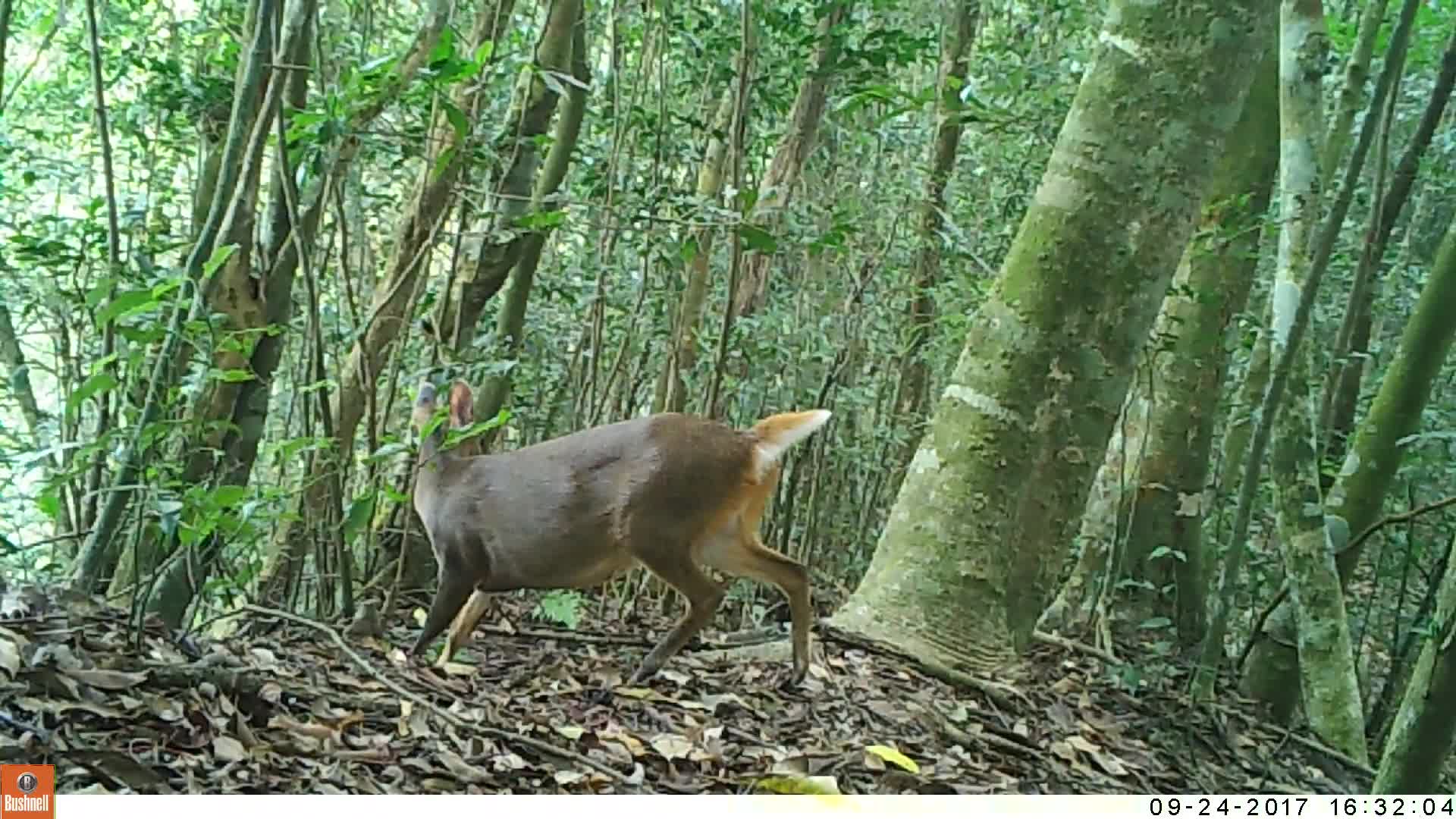 覓食