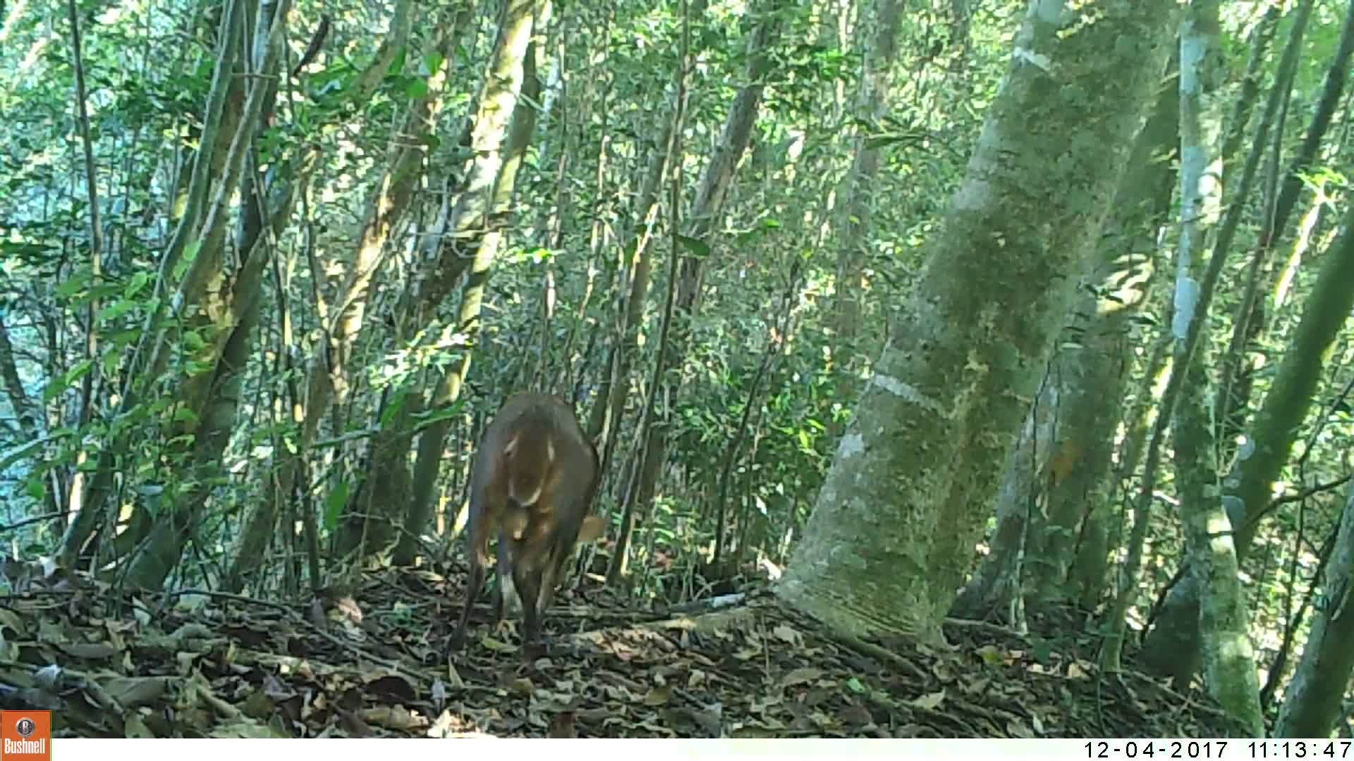 覓食