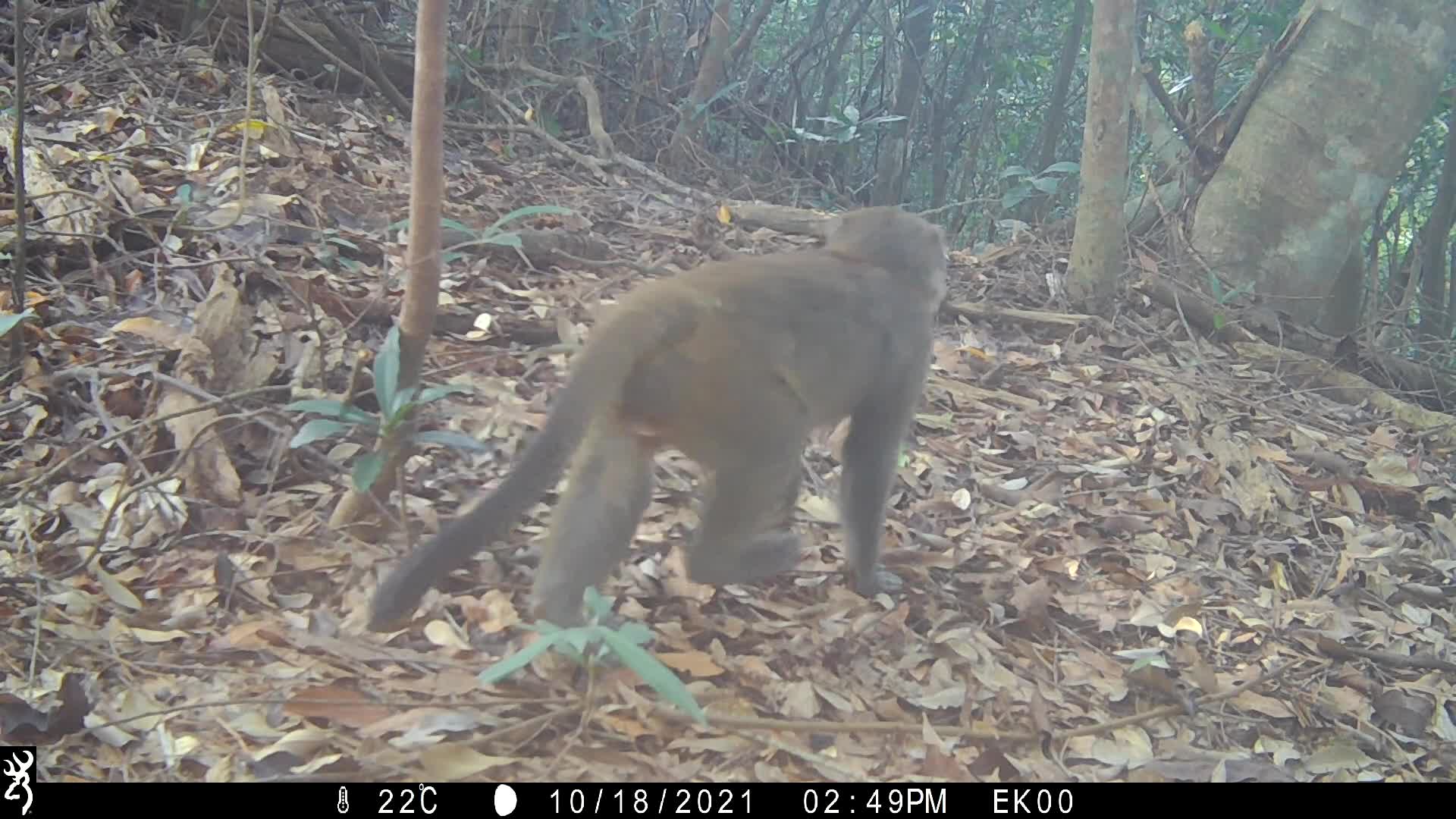 覓食