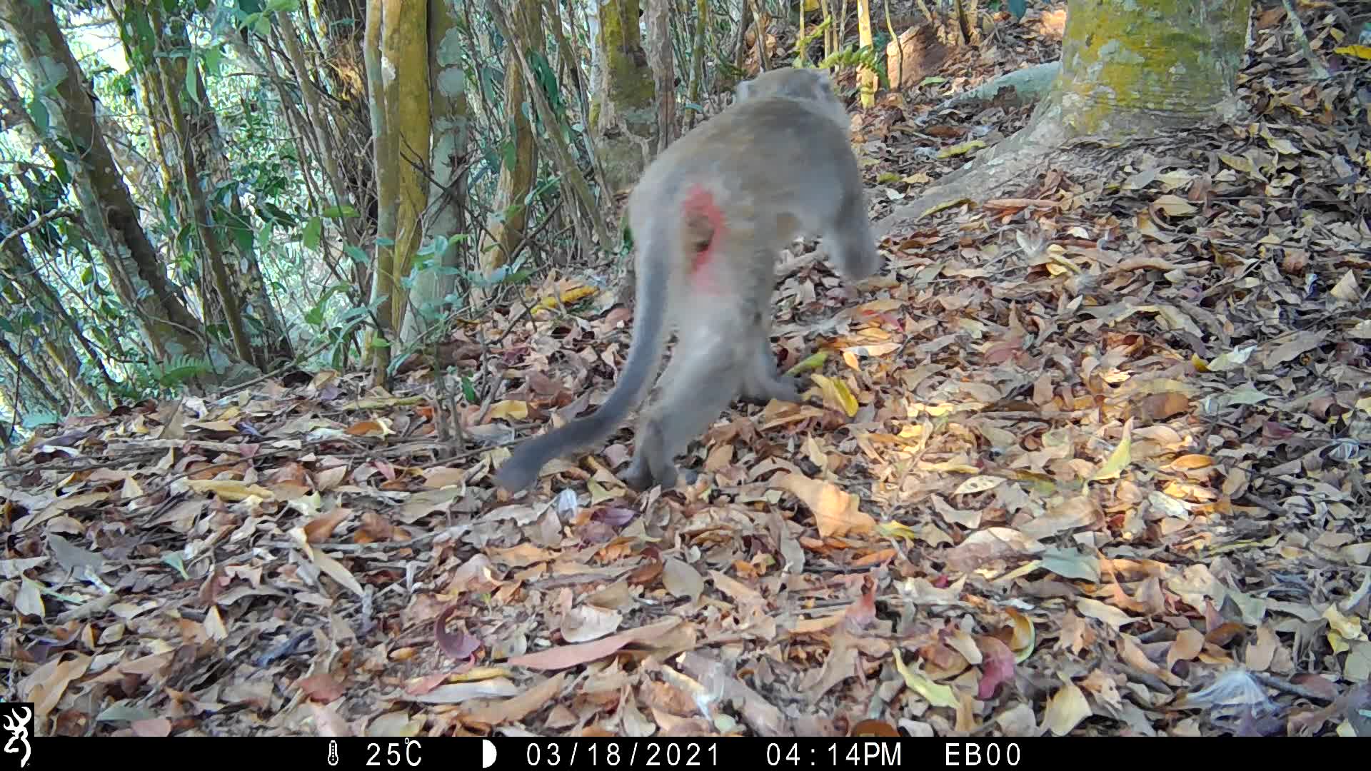 覓食