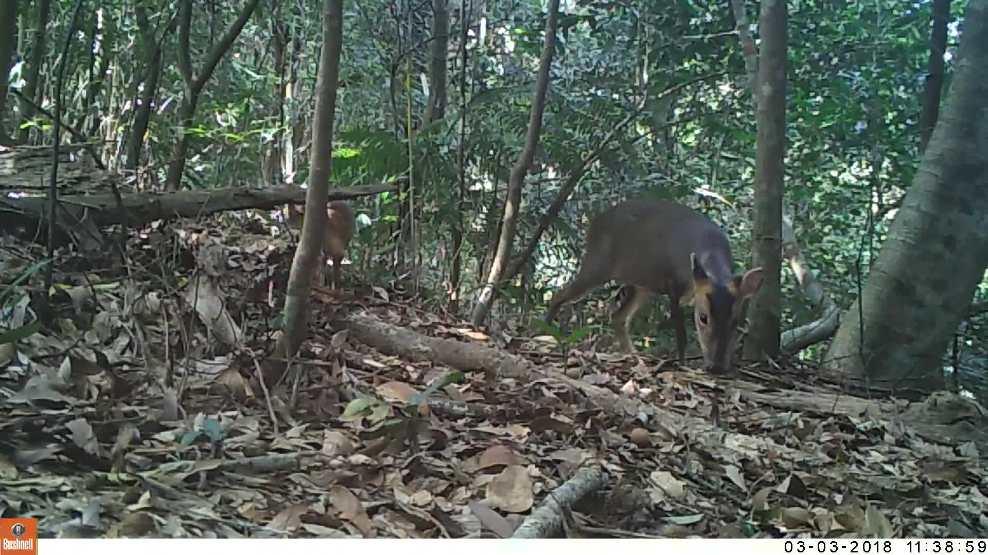 覓食