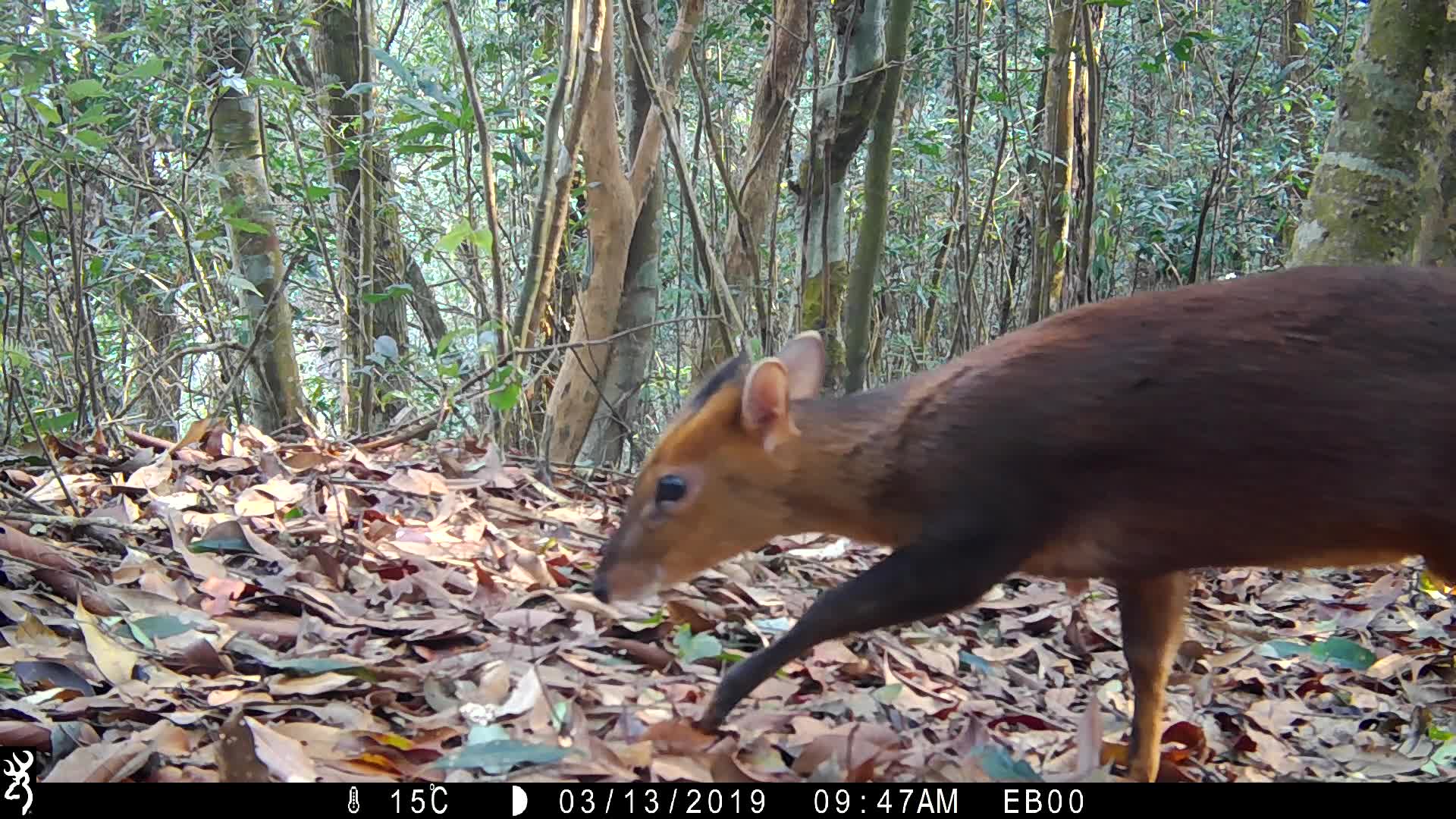 覓食