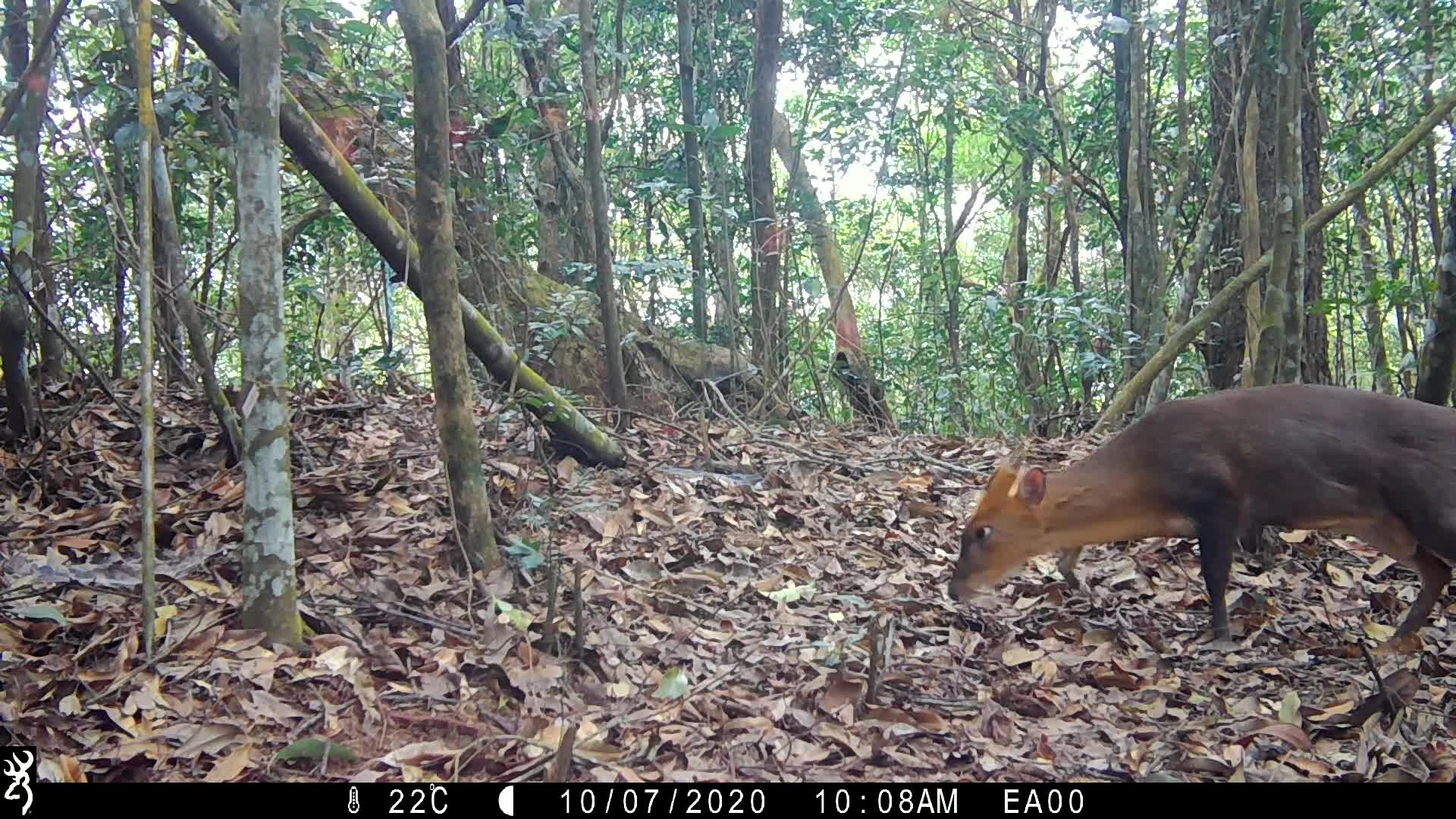 覓食