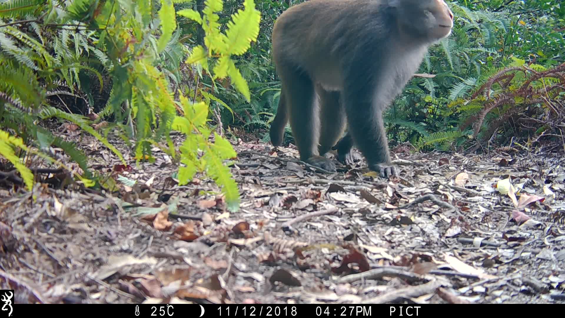 覓食