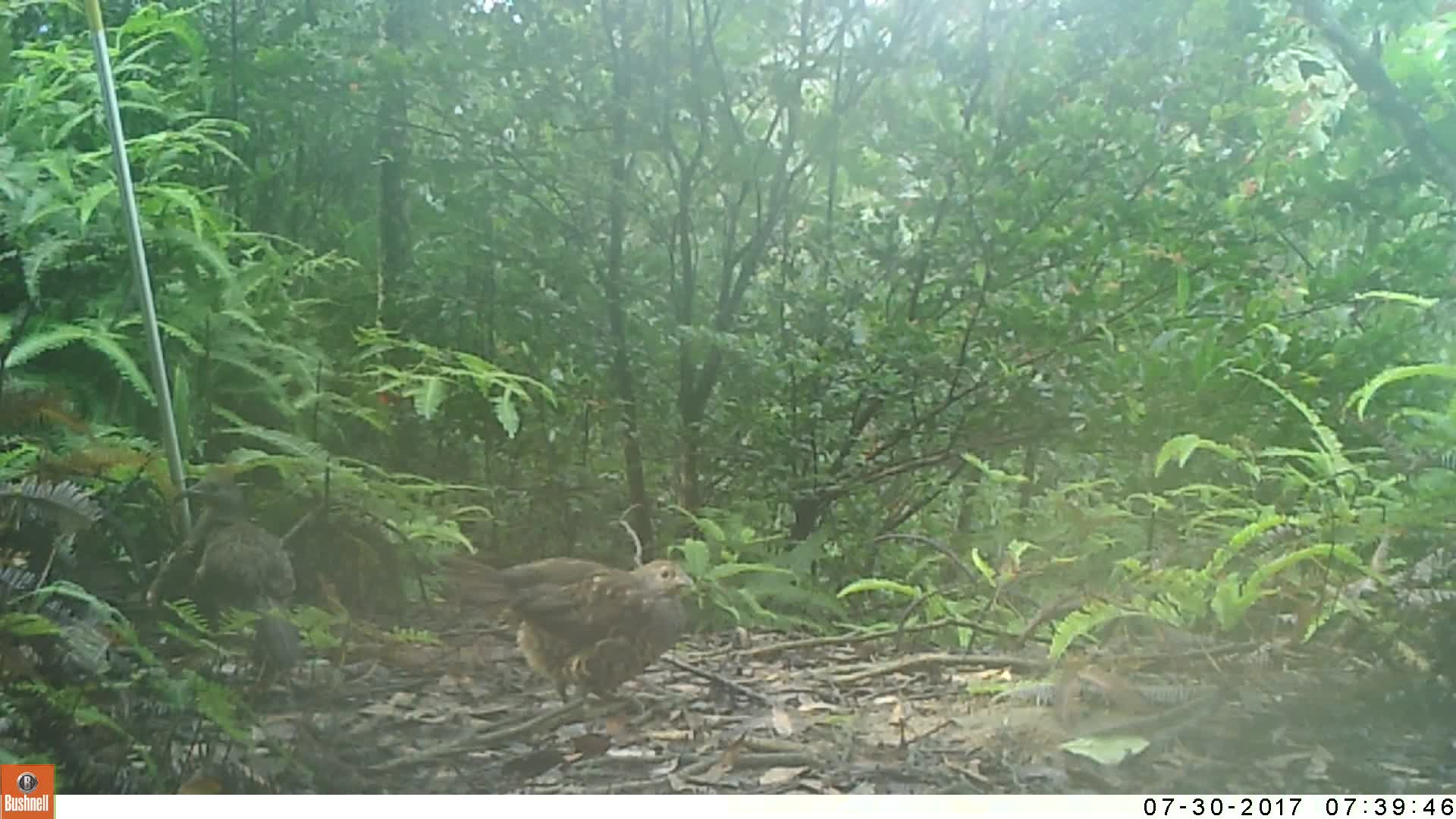 覓食