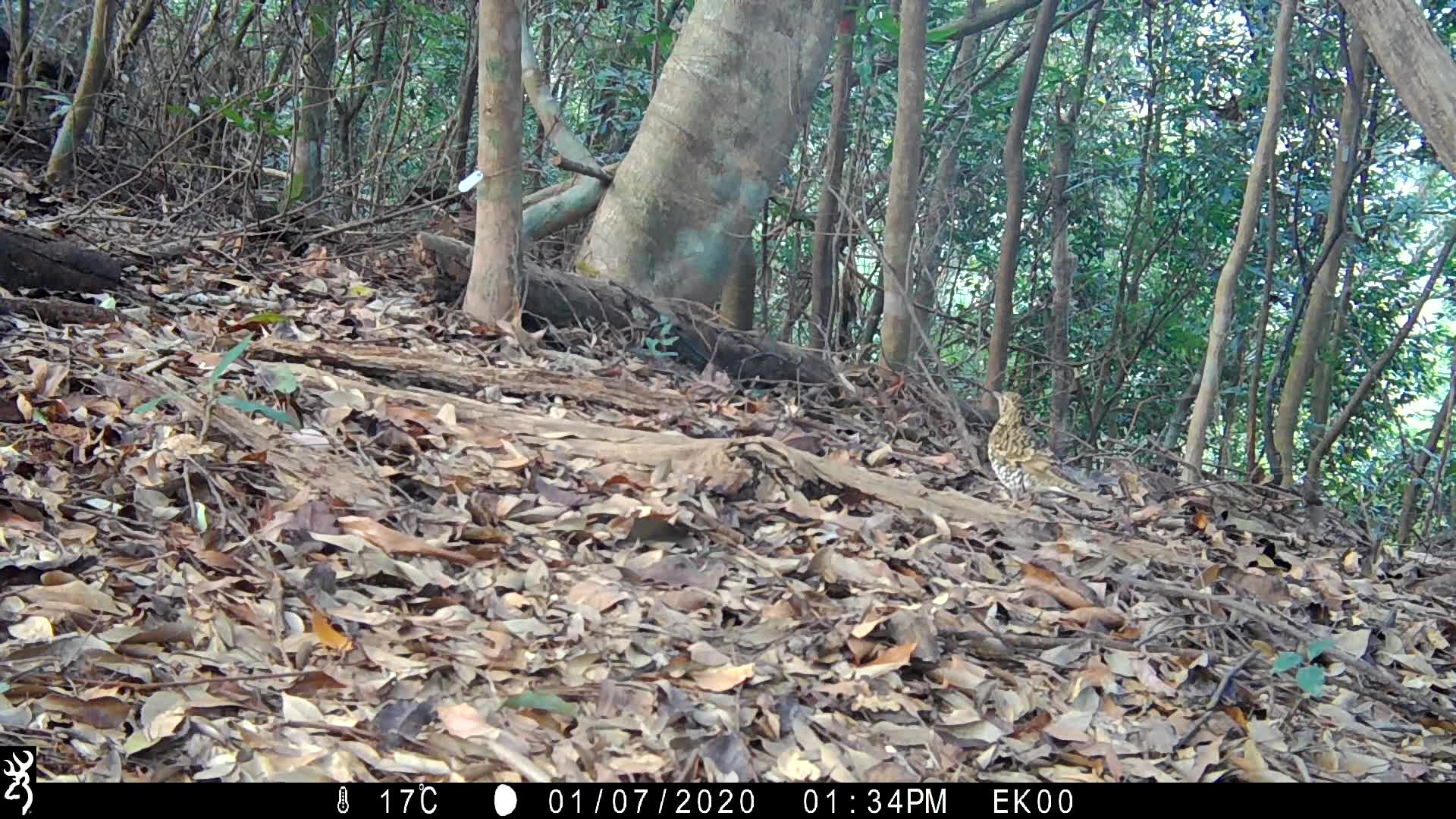 覓食