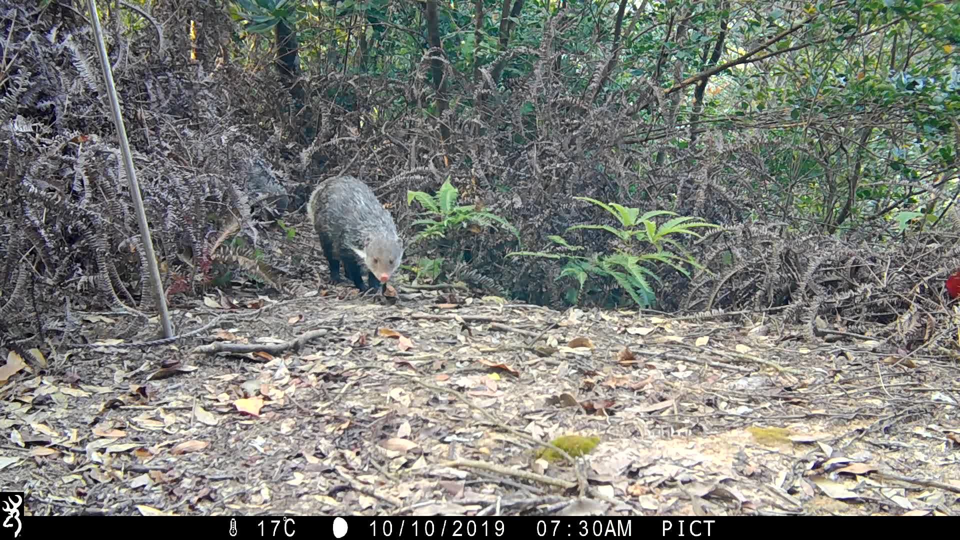 覓食