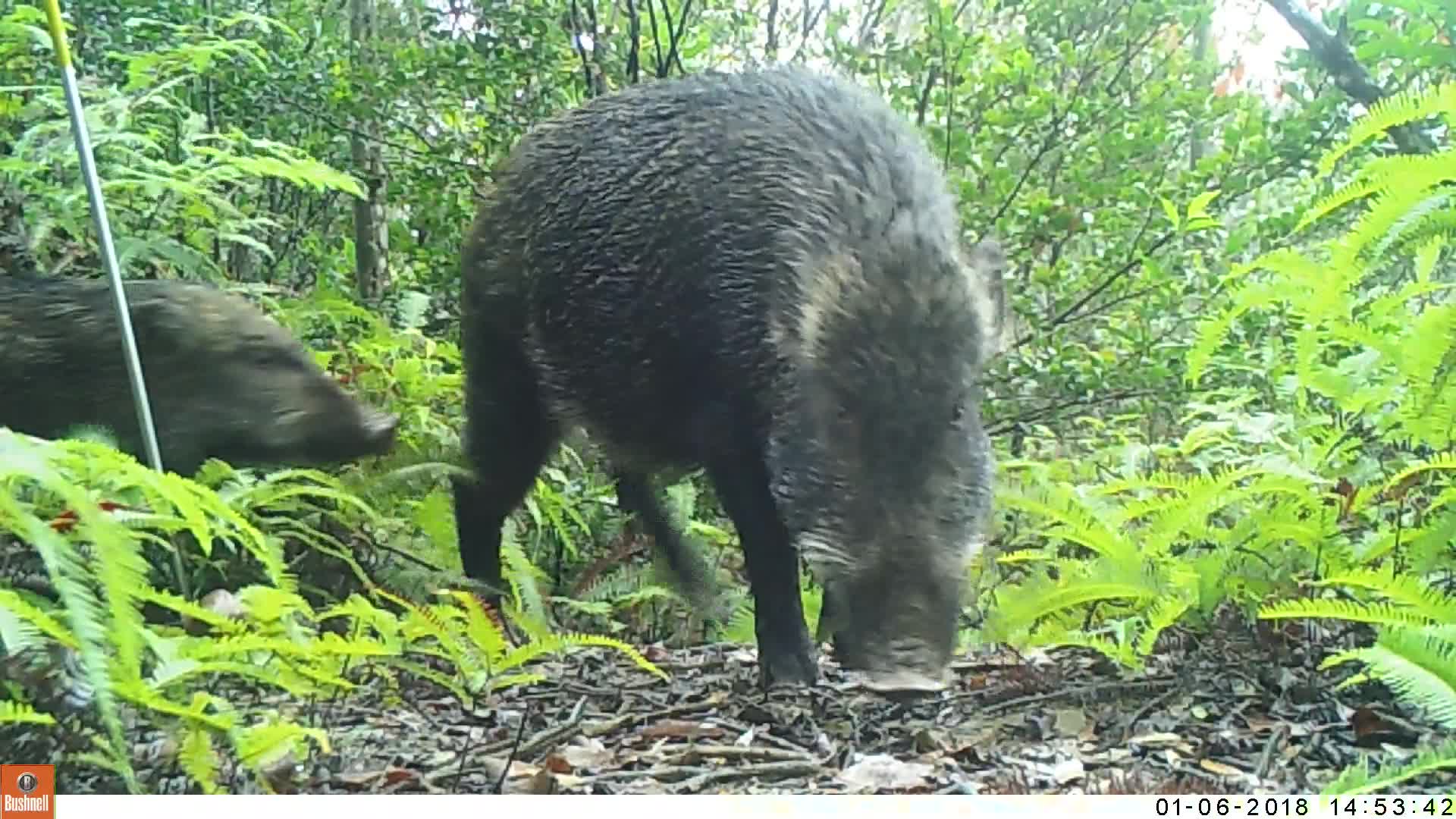 覓食