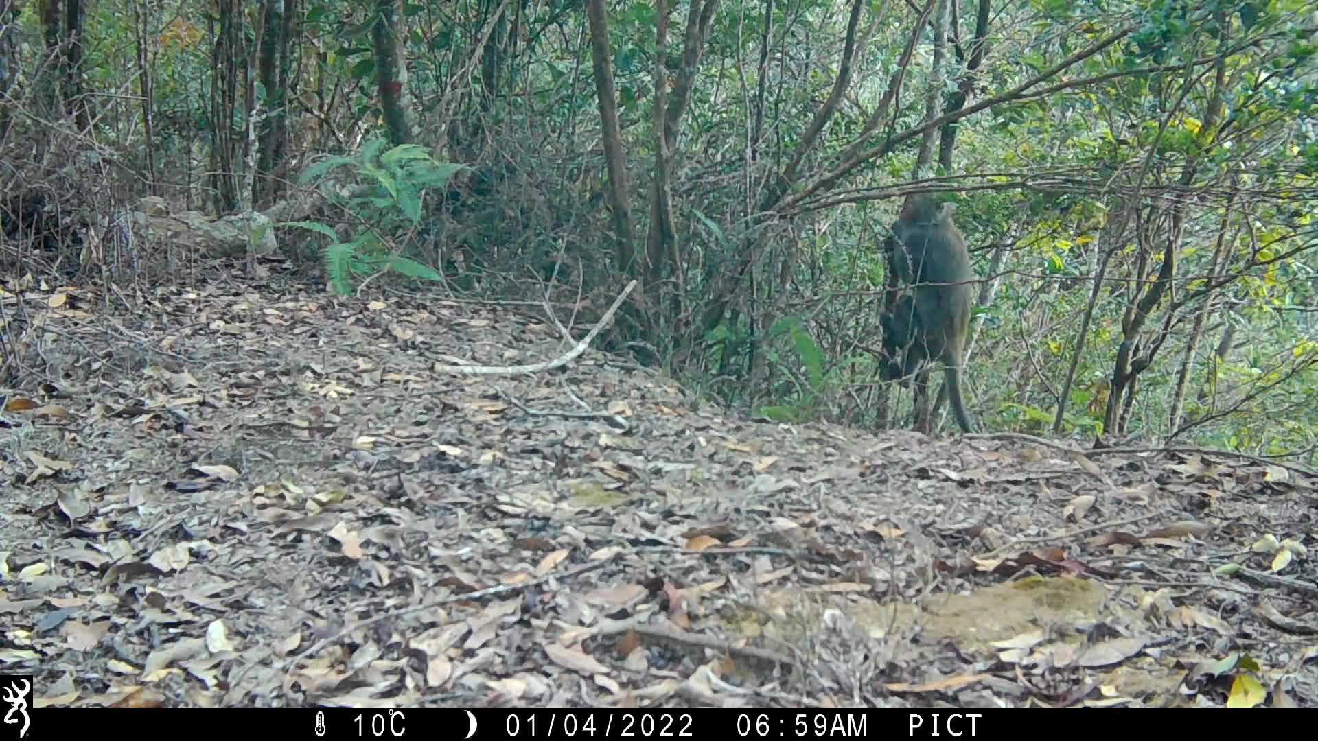 覓食