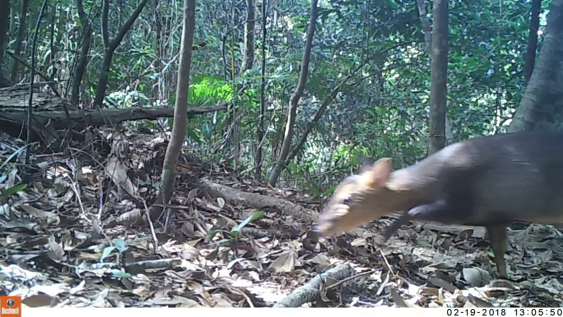 覓食