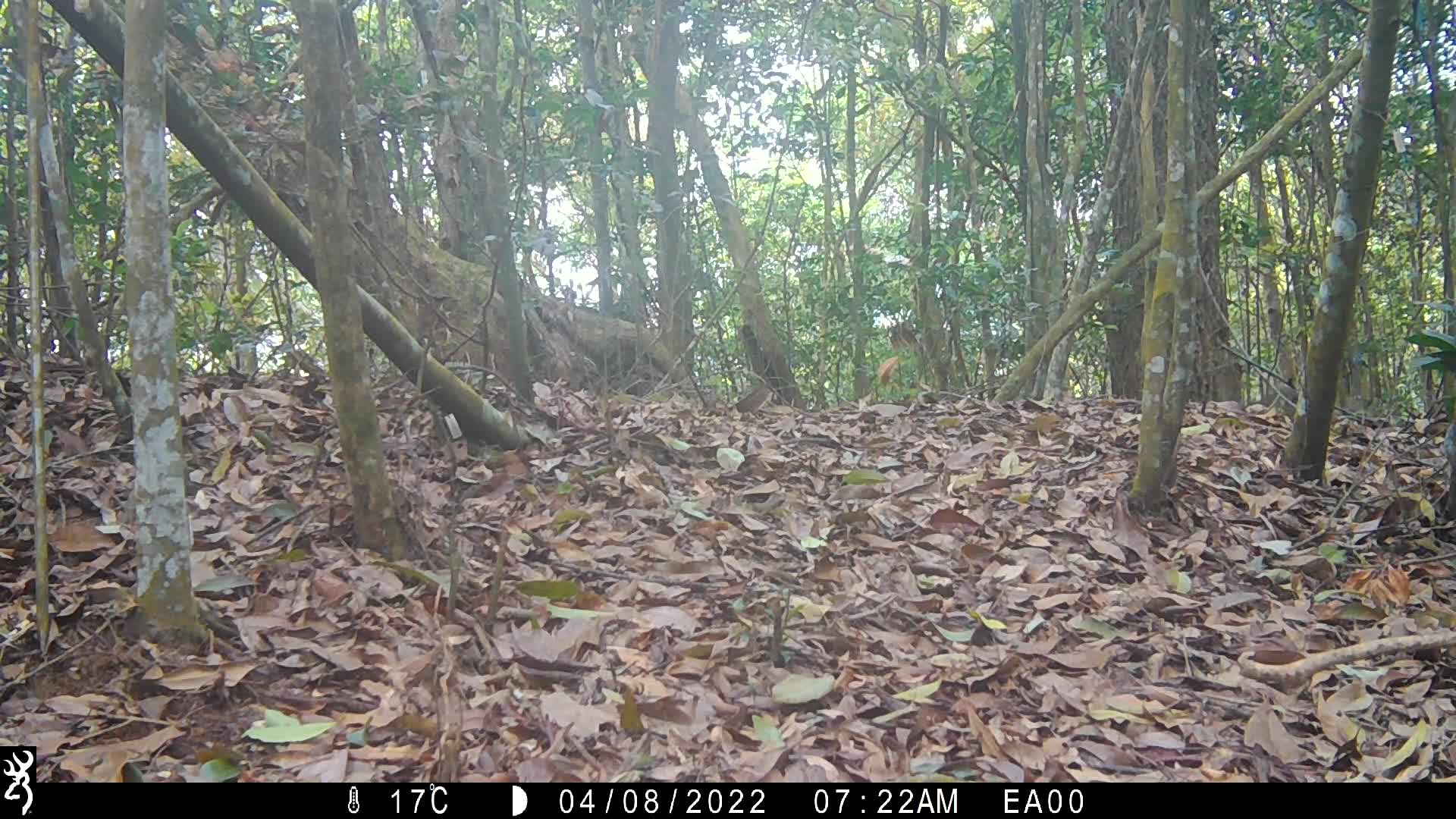 覓食