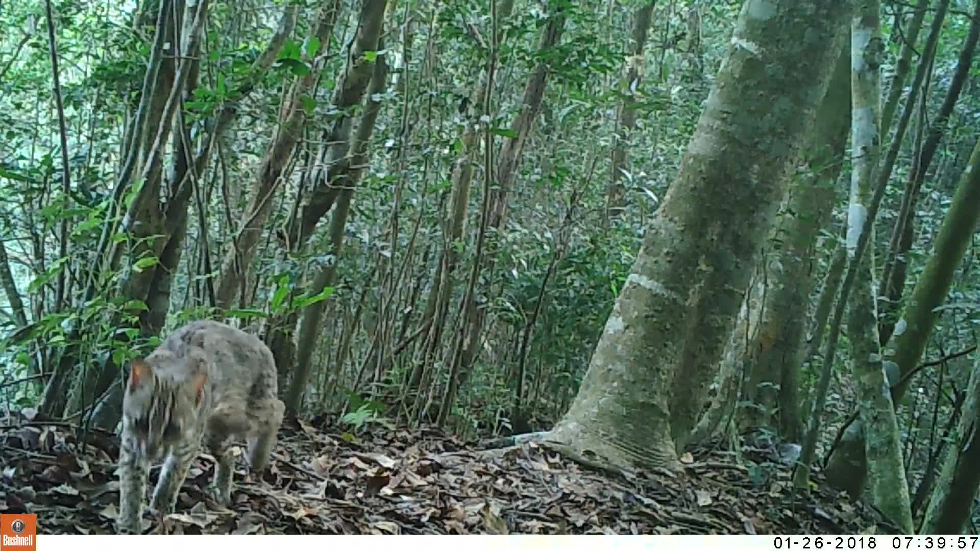 覓食