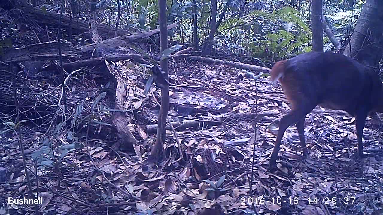 覓食