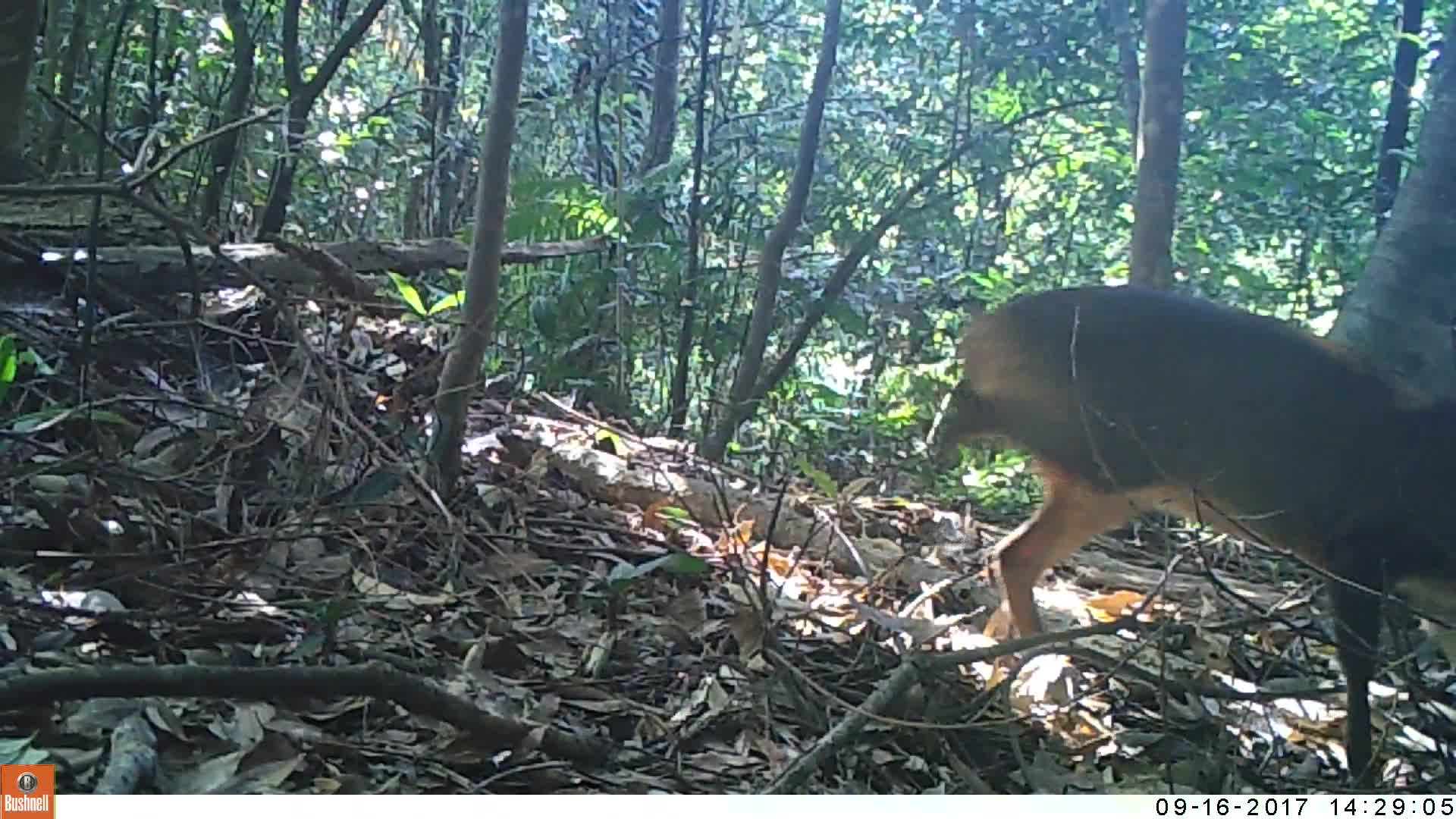 覓食