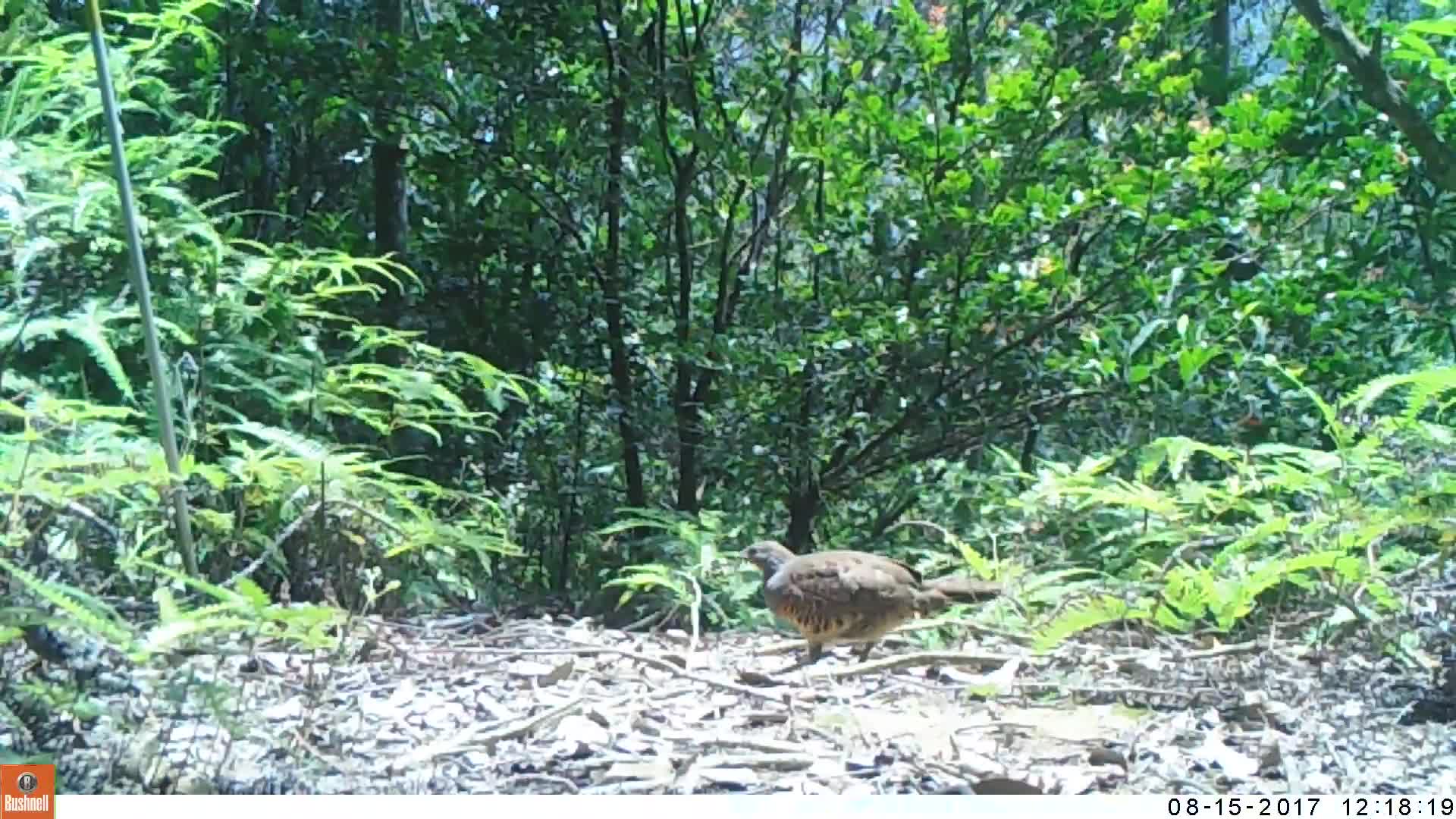 覓食