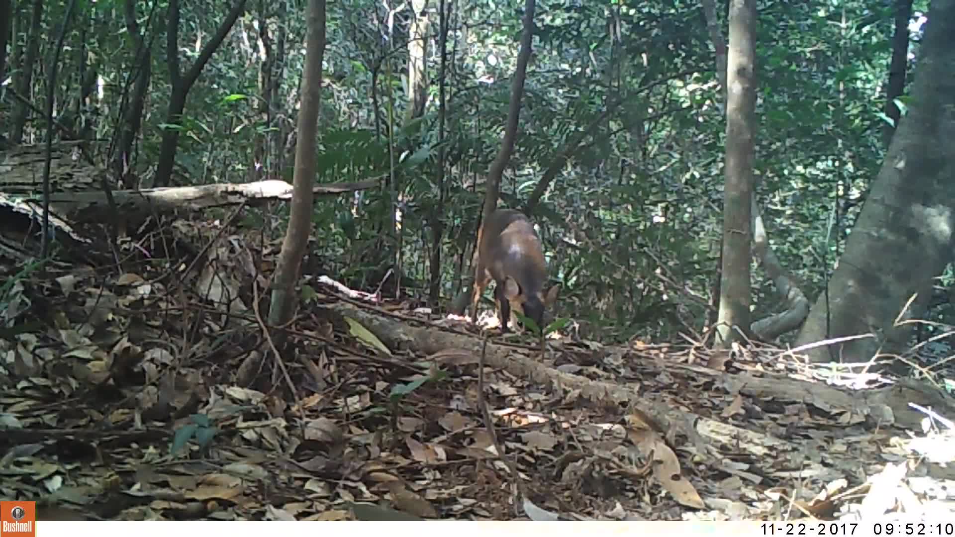 覓食