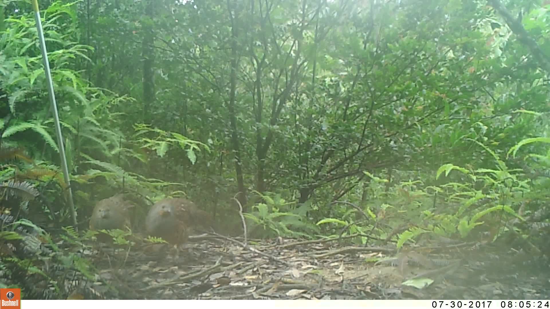 覓食