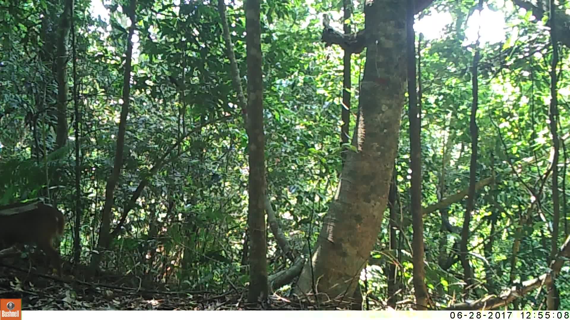 覓食