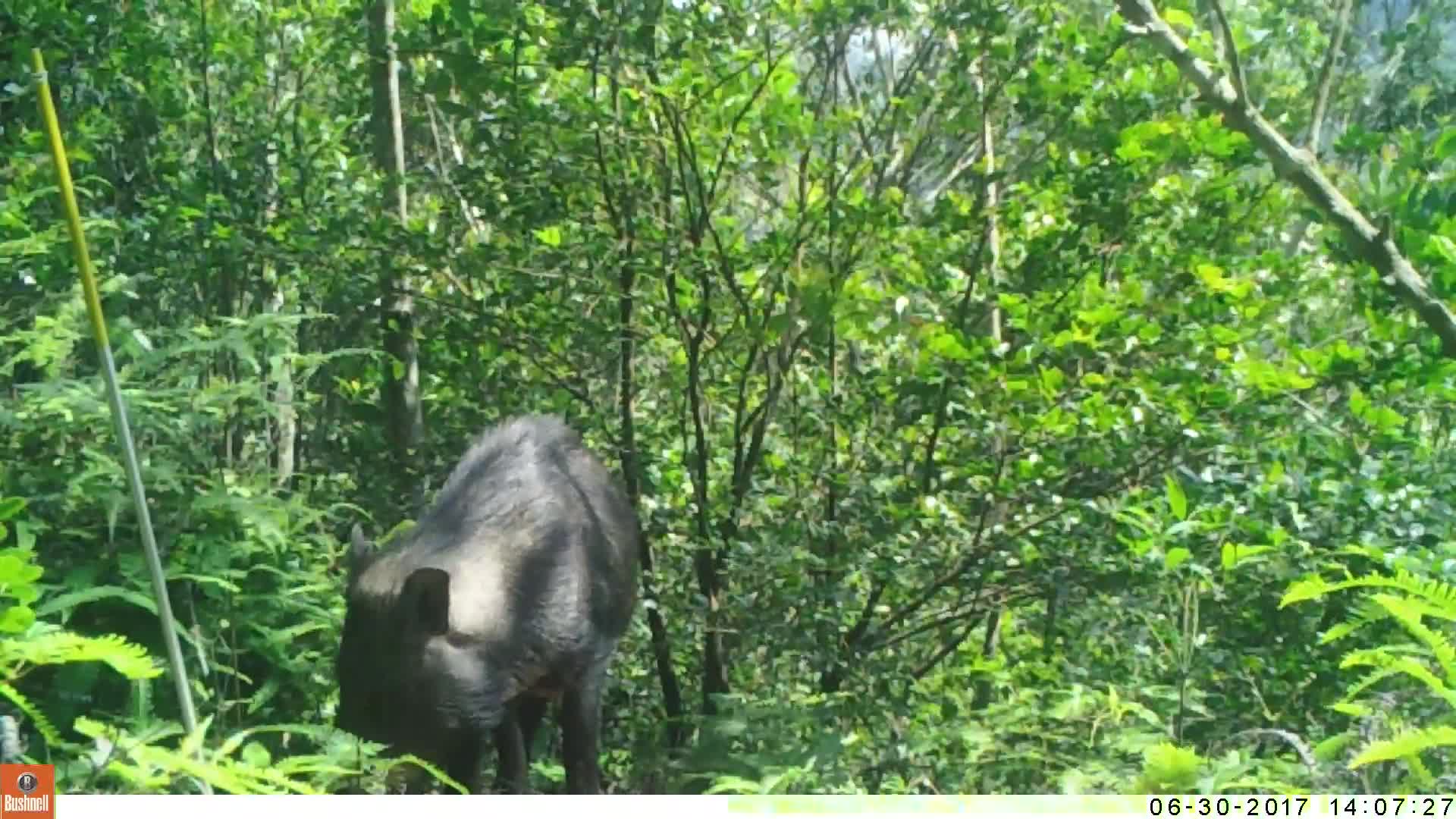 覓食