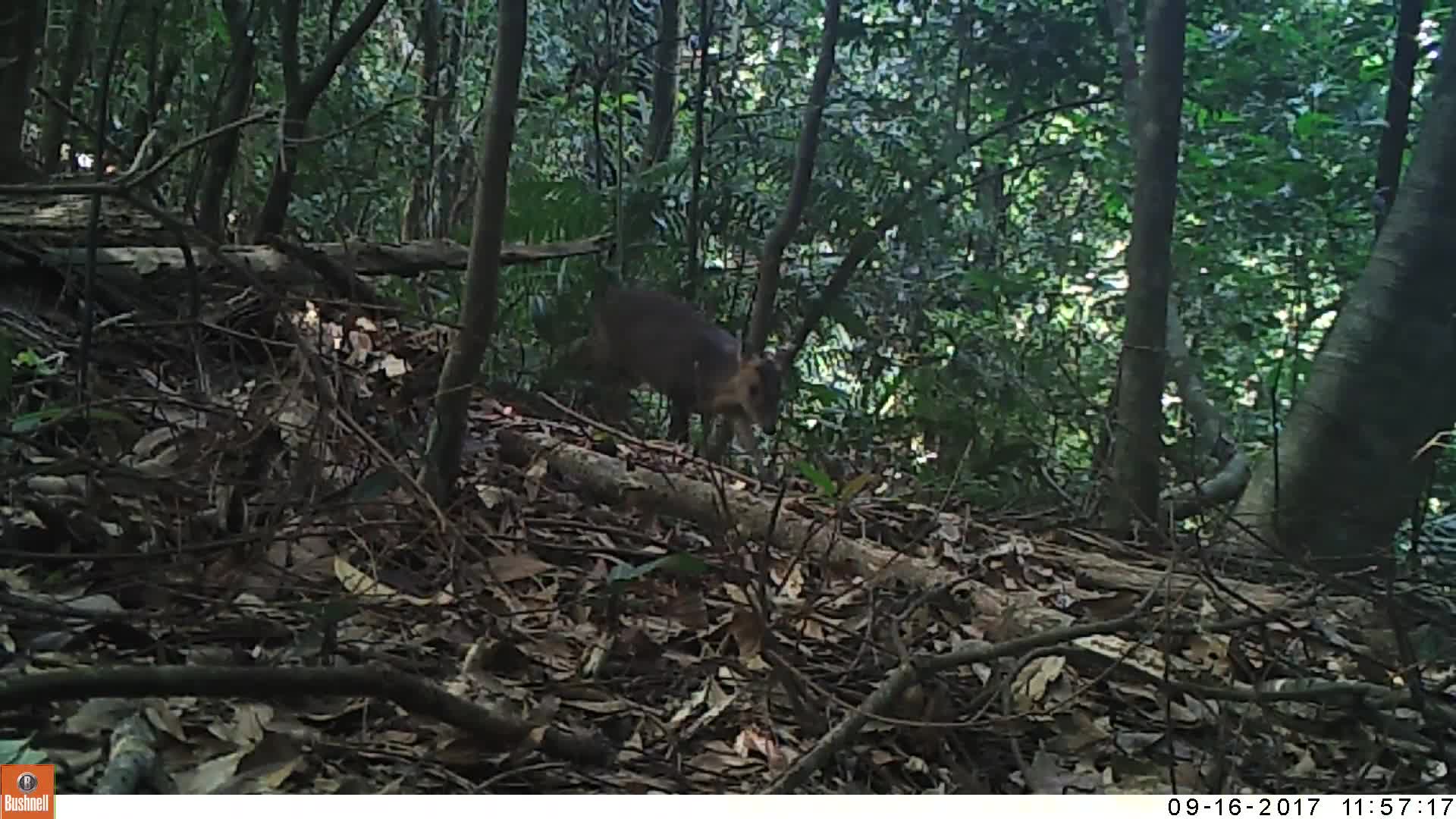 覓食