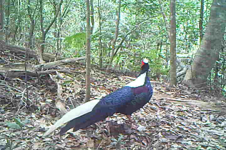 覓食