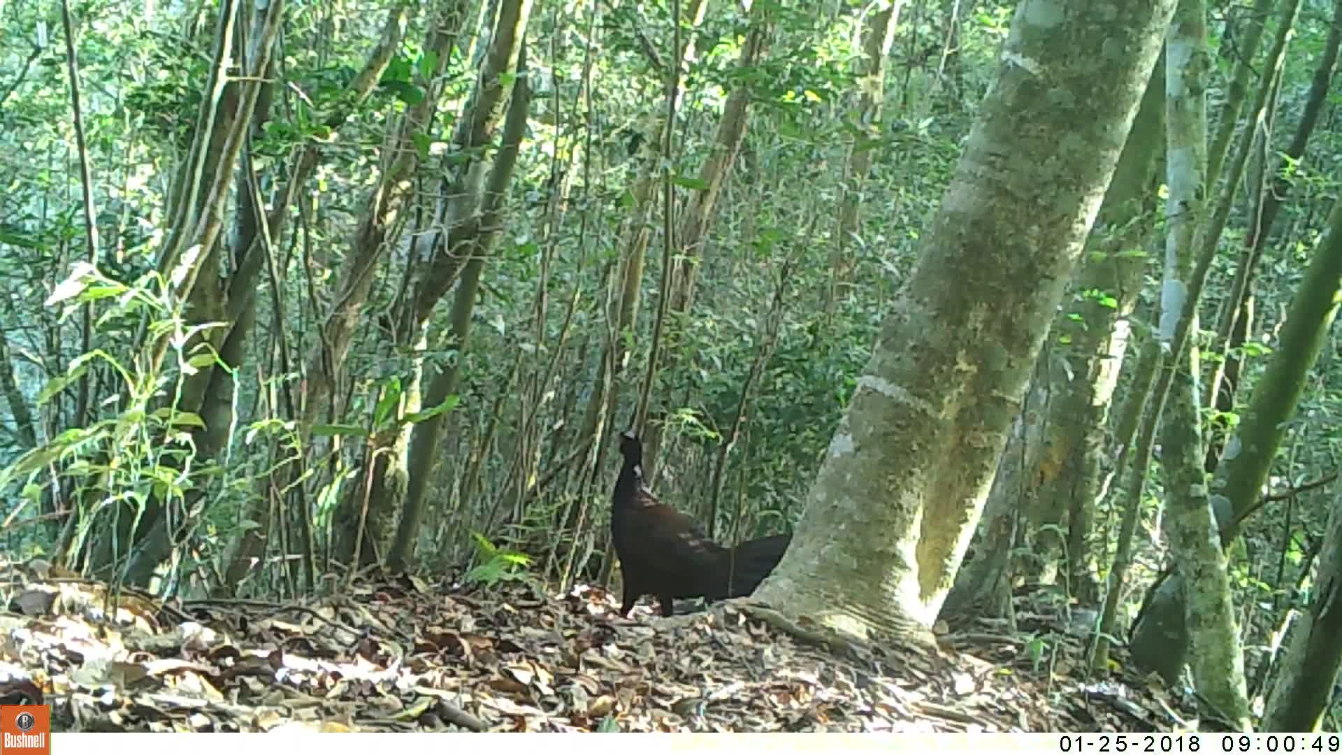 覓食