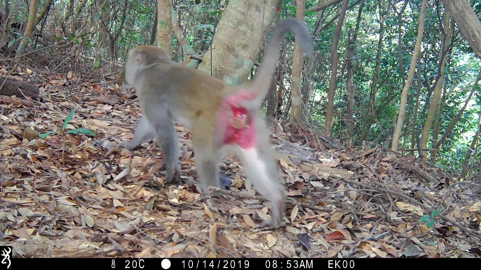 覓食