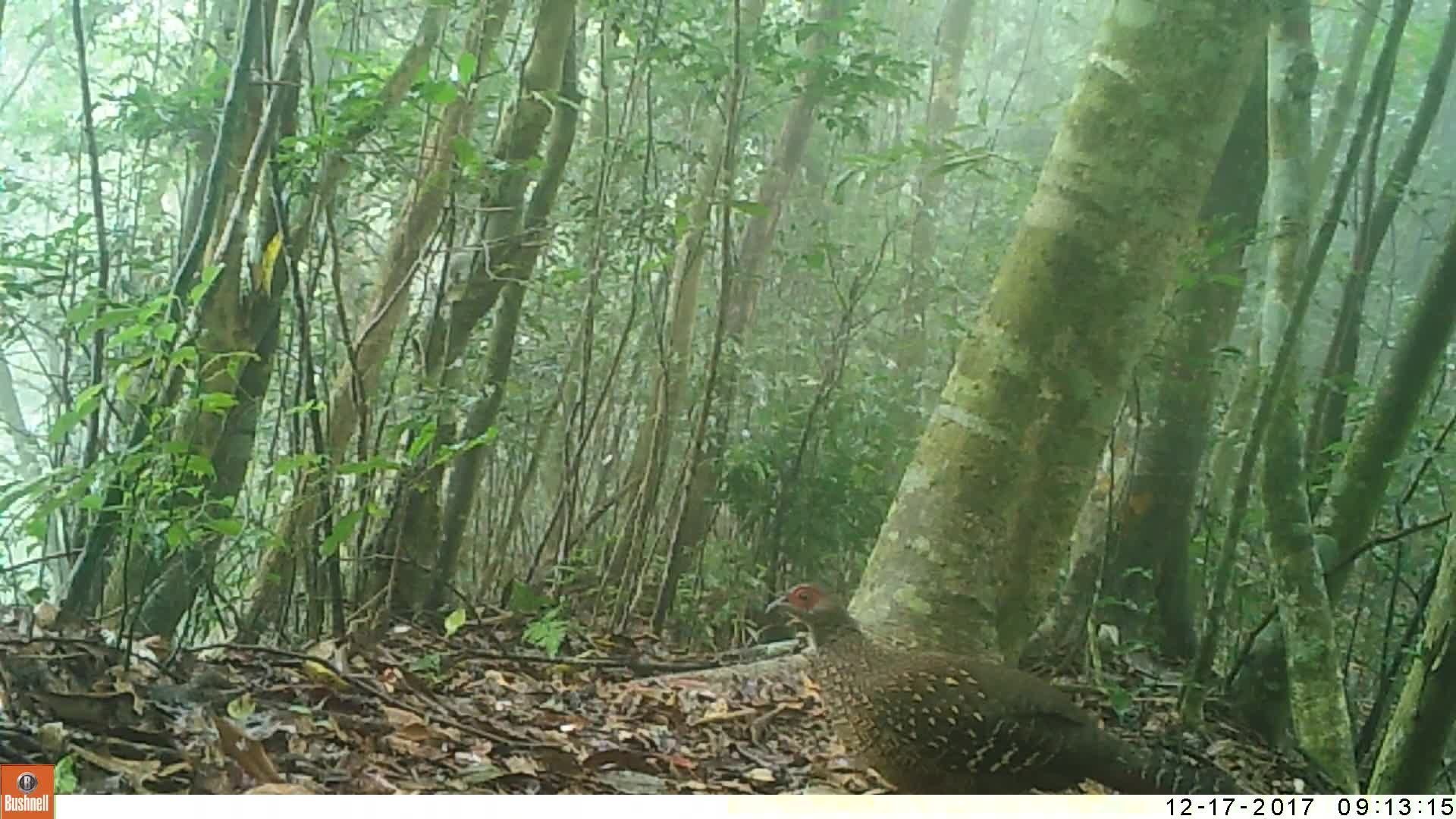 覓食