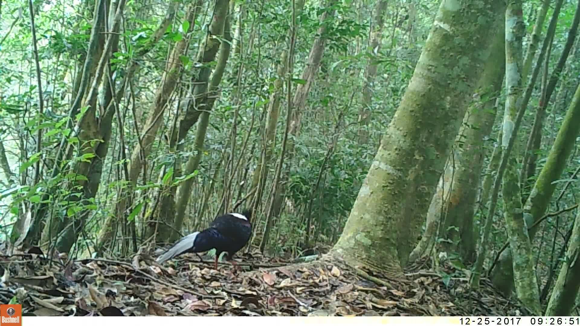 覓食