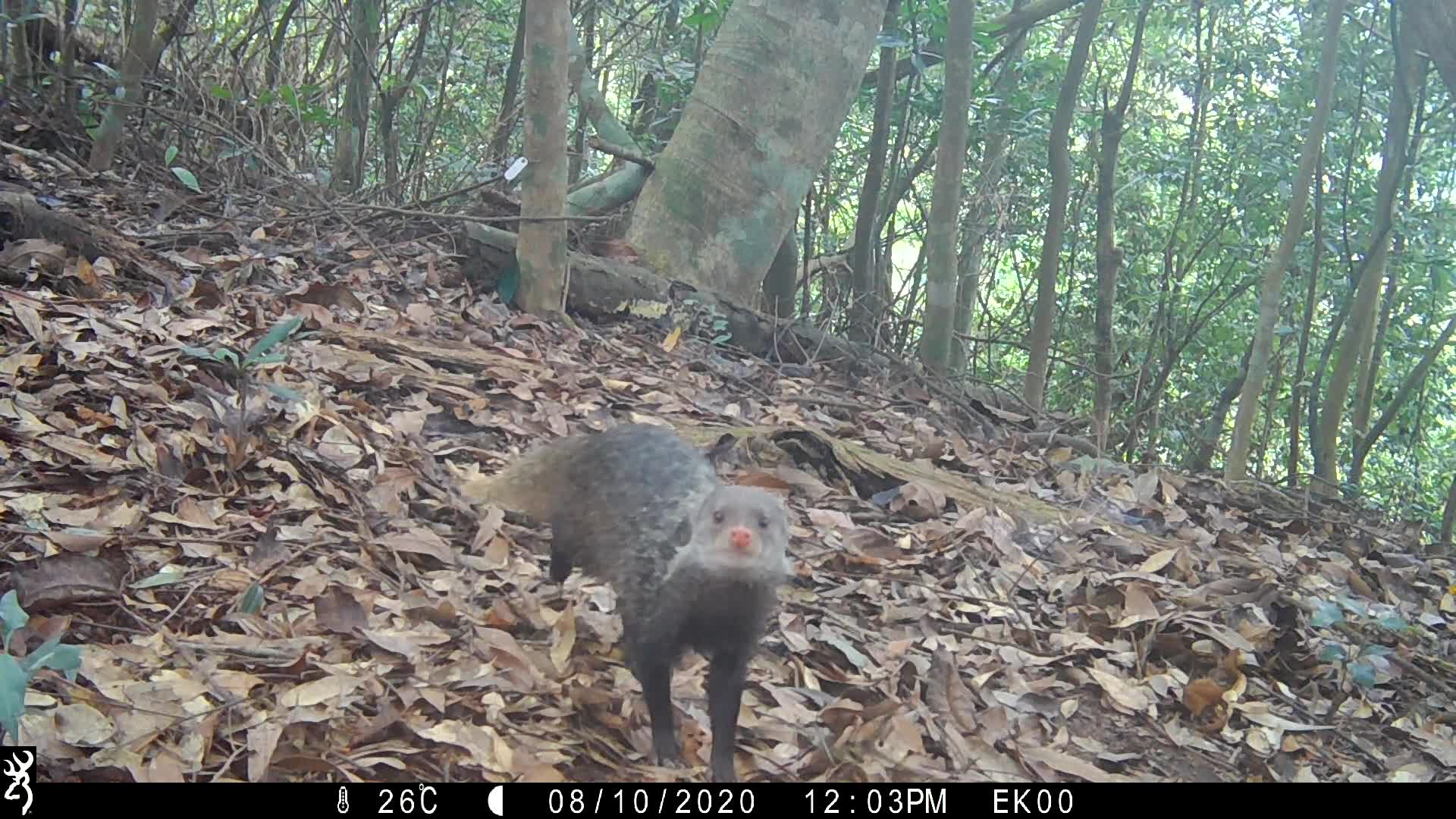 覓食