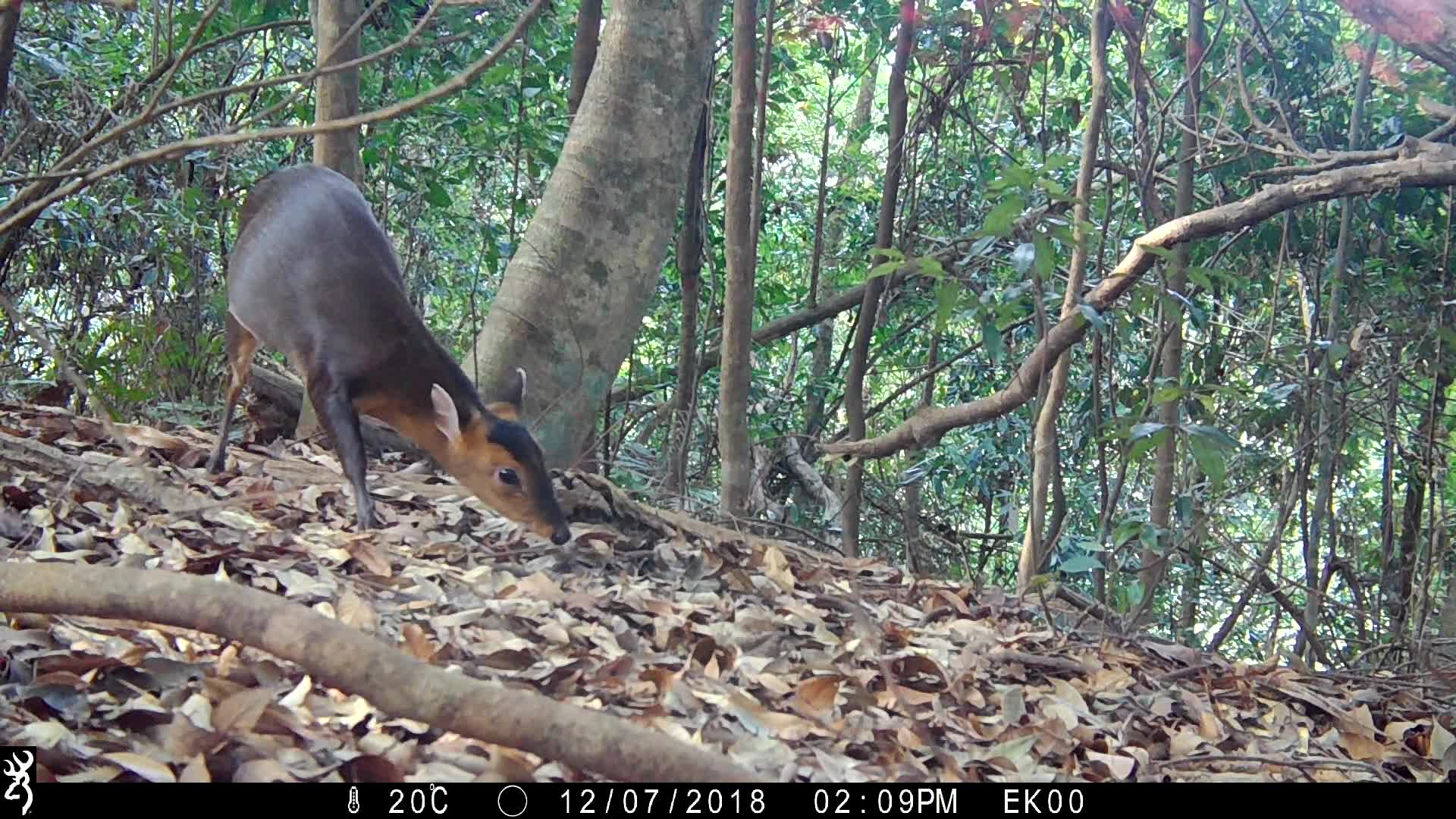 覓食