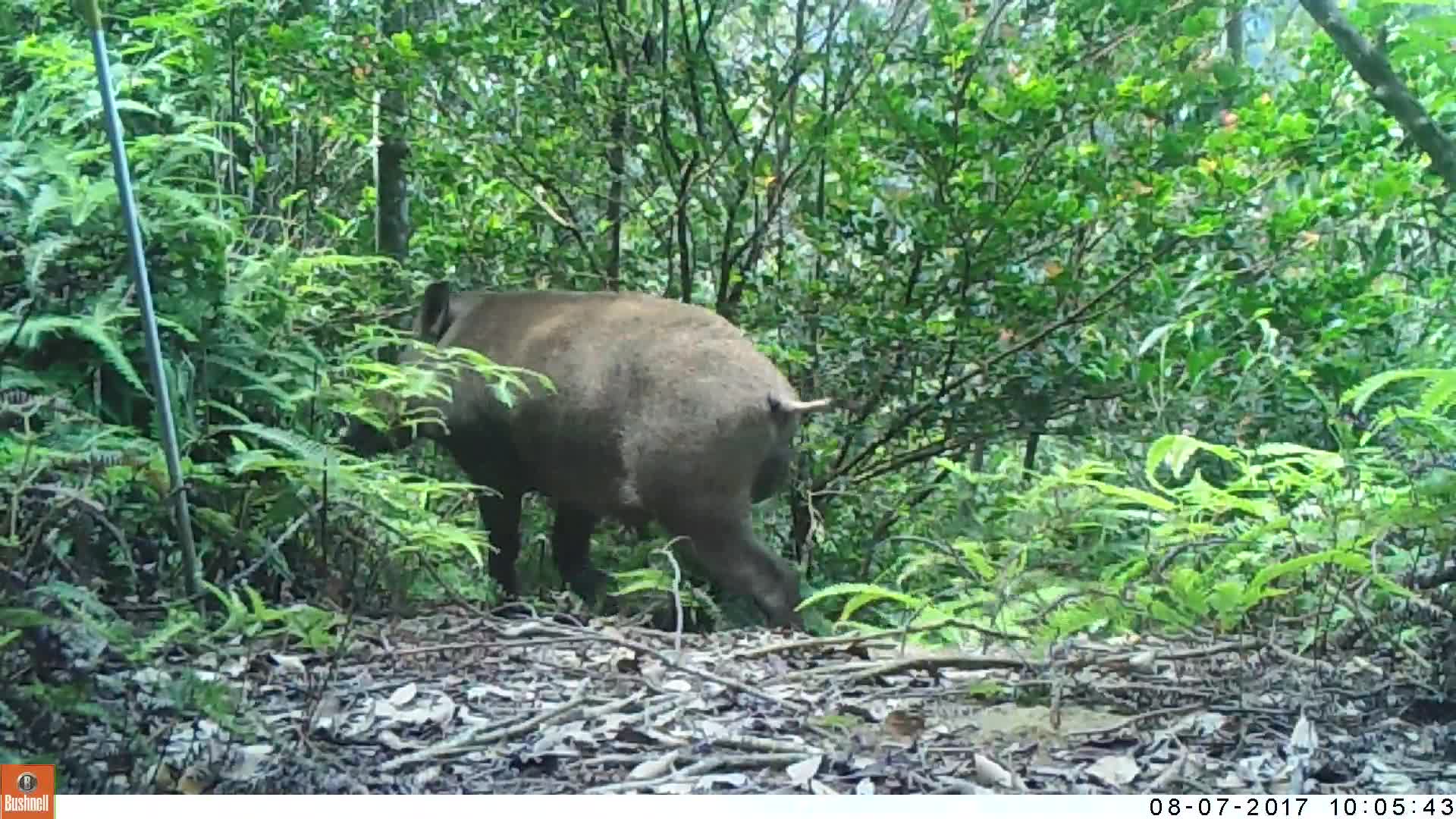 覓食