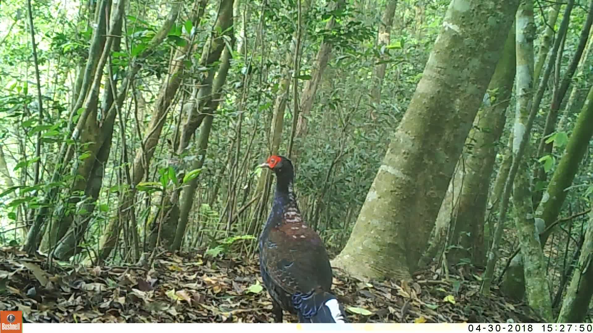 覓食